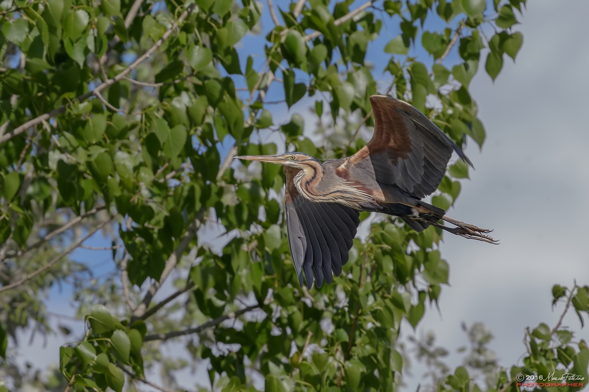 Purple Heron (Ardea purpurea)...