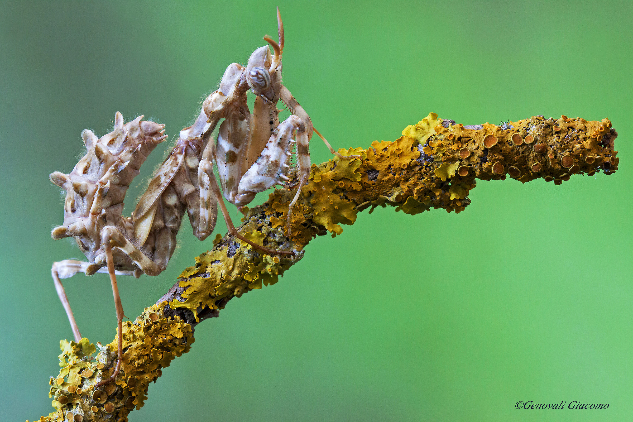 Devil flower mantis...