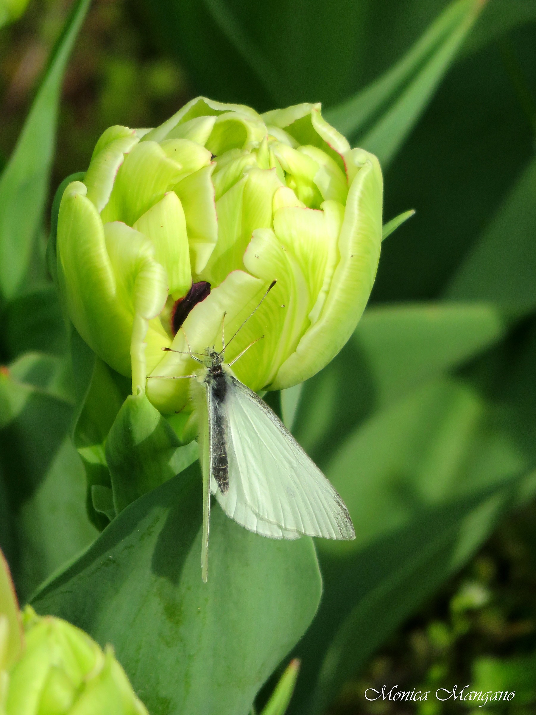 Tulipano con farfalla...
