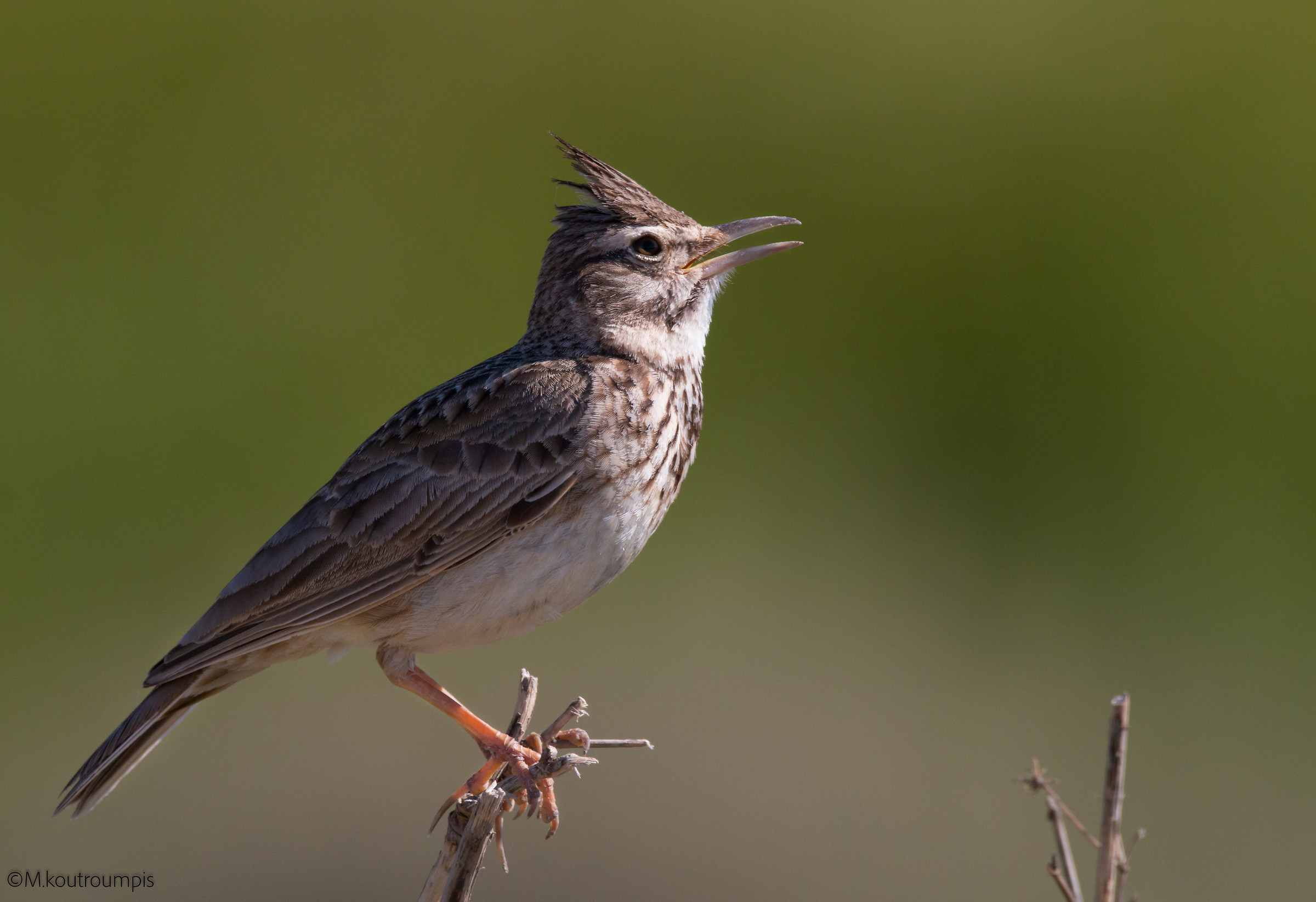Lark crestato...