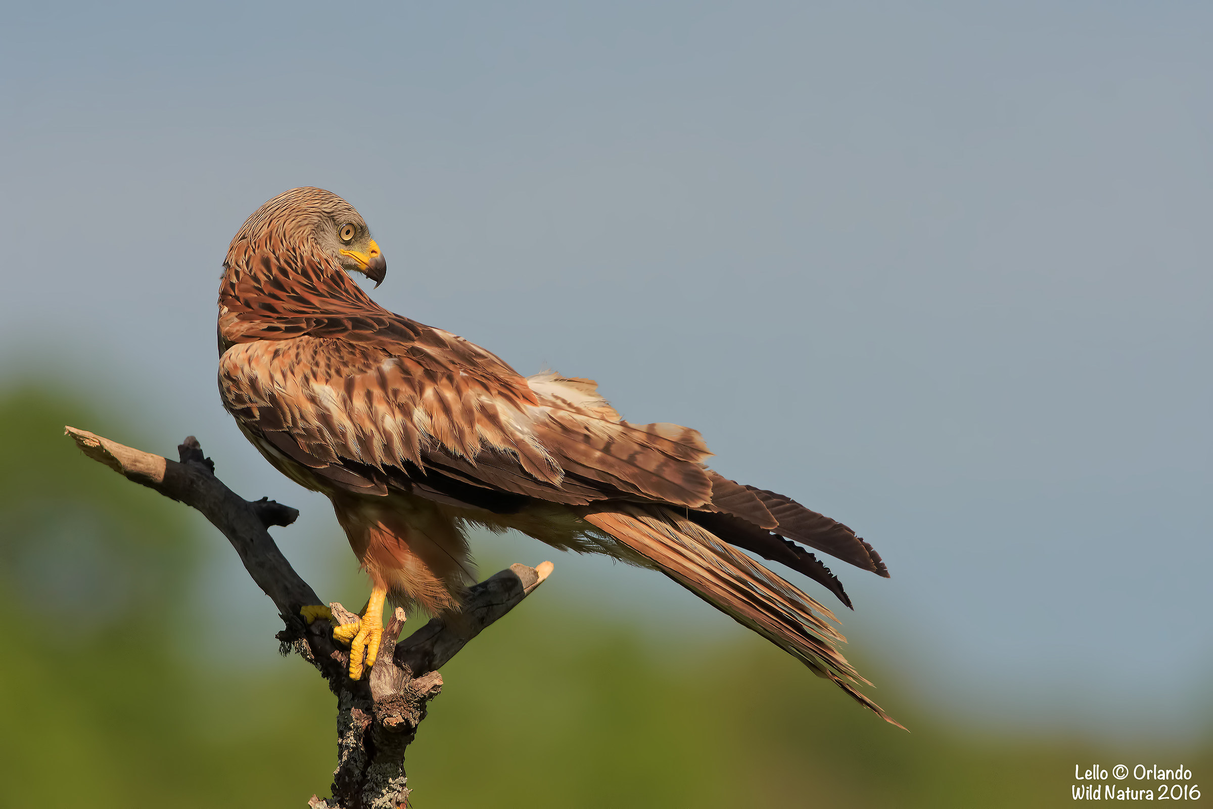 Red Kite in Posa !!!...