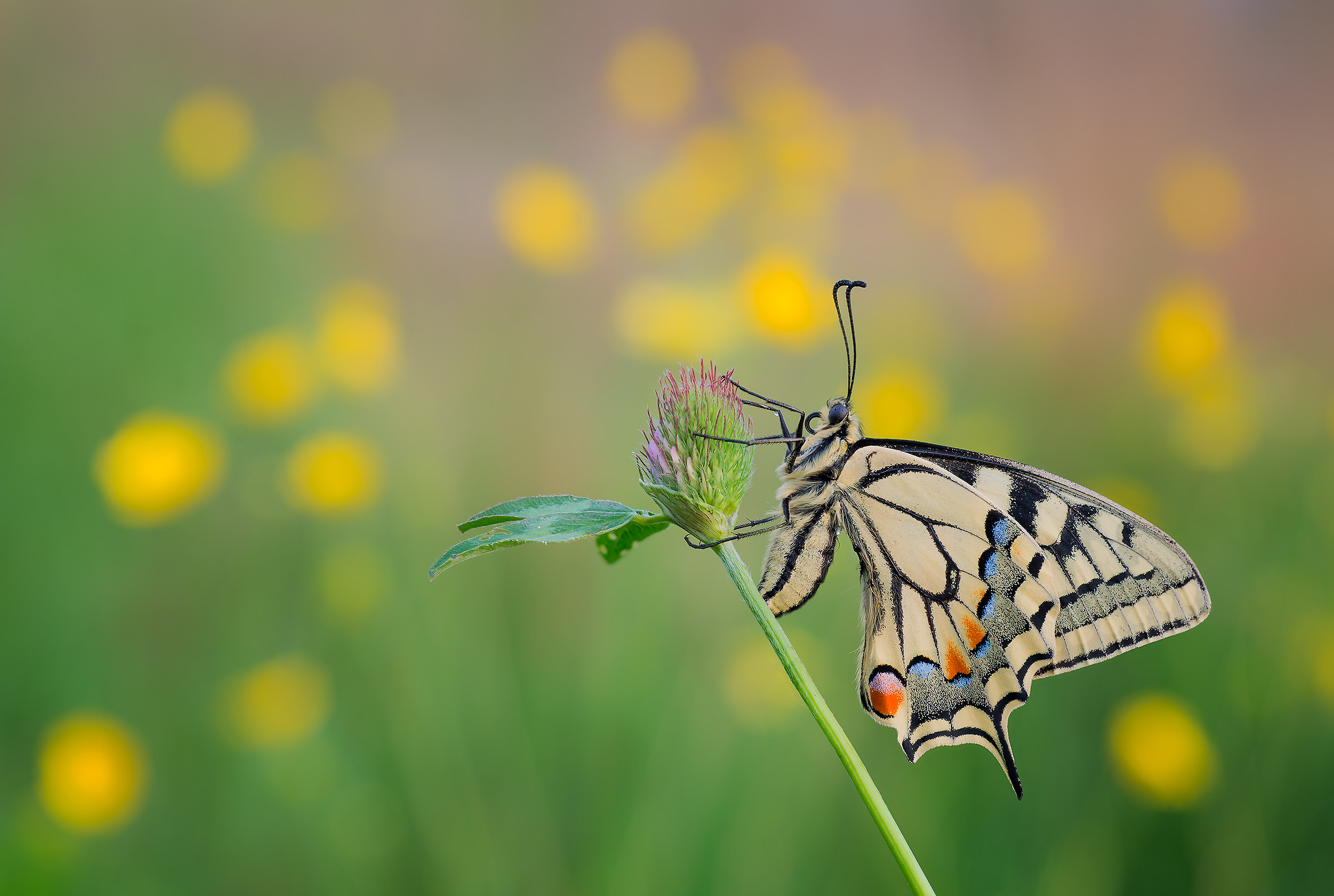 Machaon and fireflies...