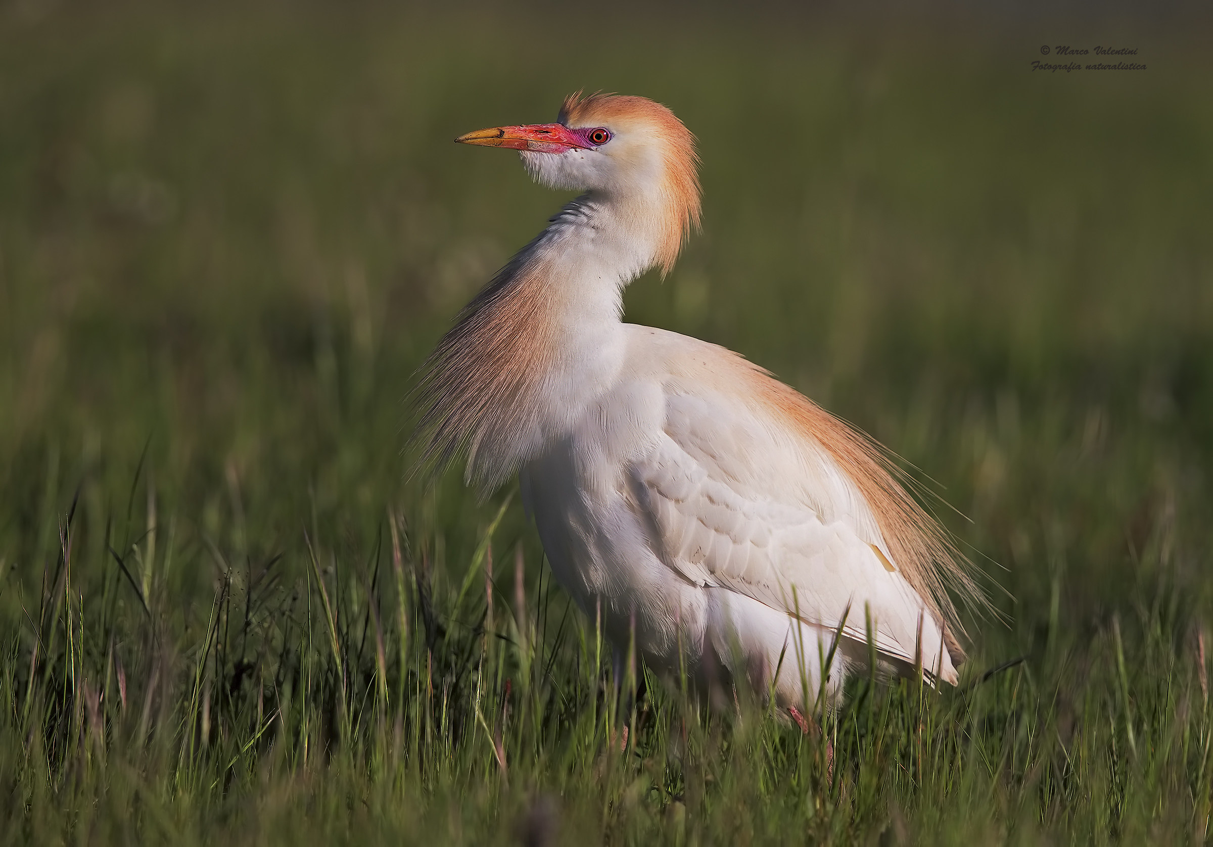 Egret sumptuous...