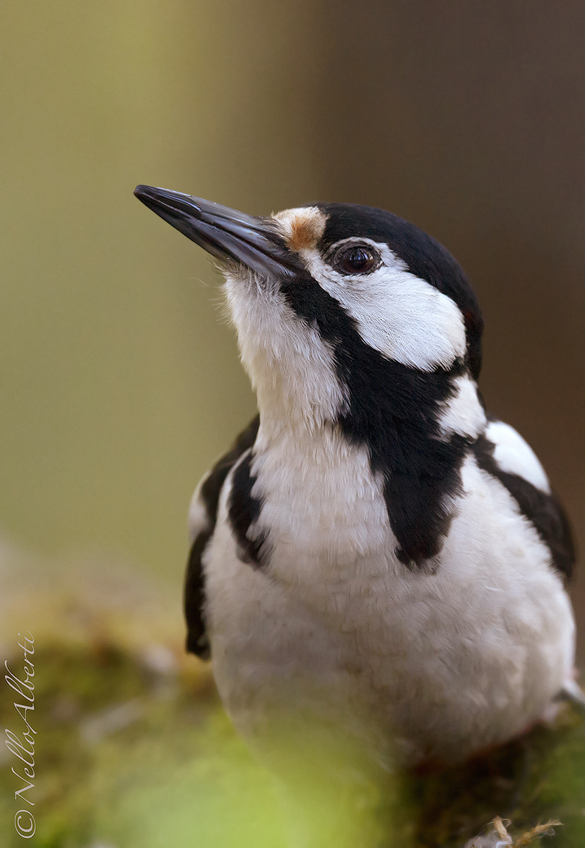 Great Spotted Woodpecker, closeup...