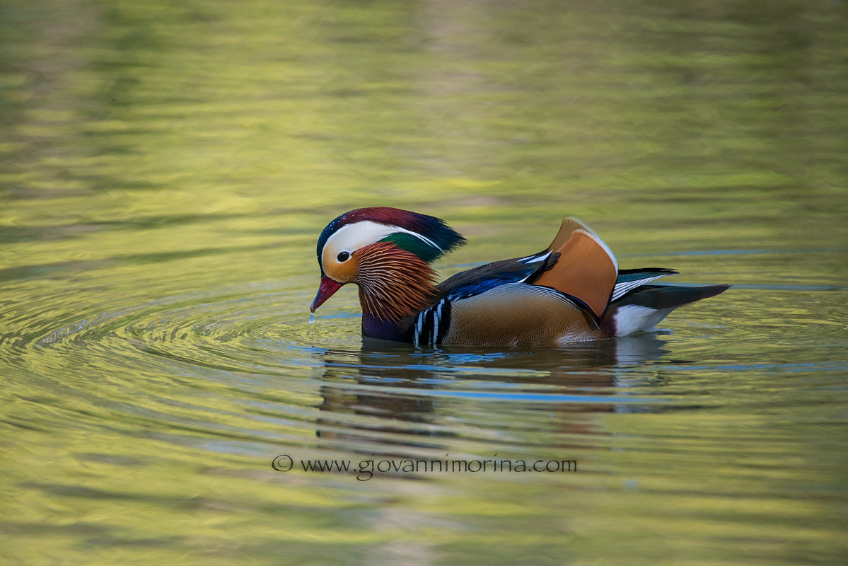 Mandarina Duck 2...