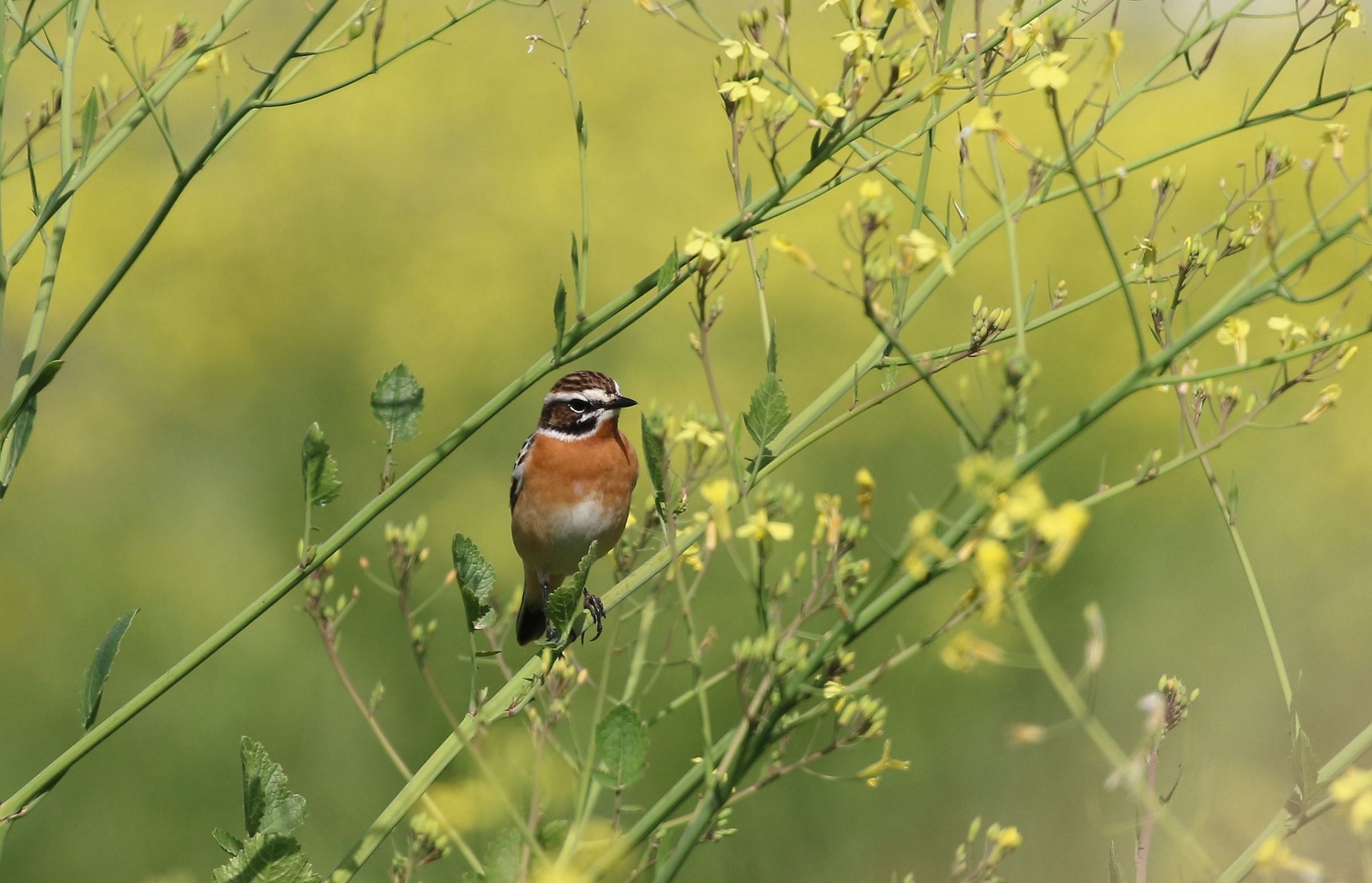 Whinchat male...