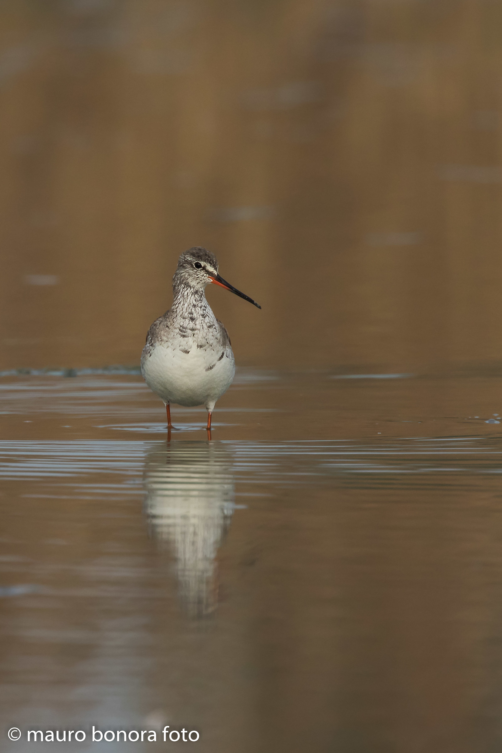 Spotted Redshank 1 (PP magazine)...