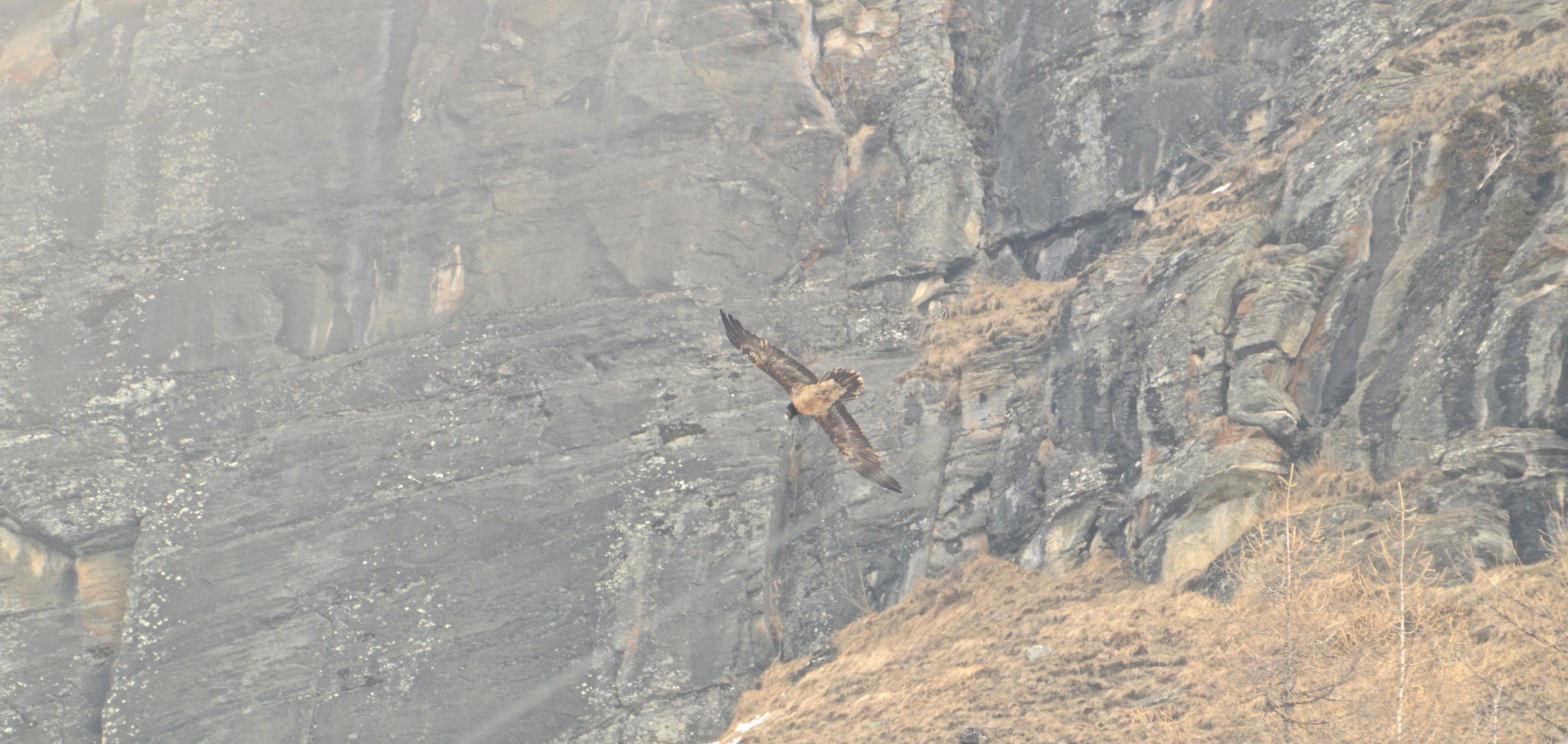 the bearded vulture...