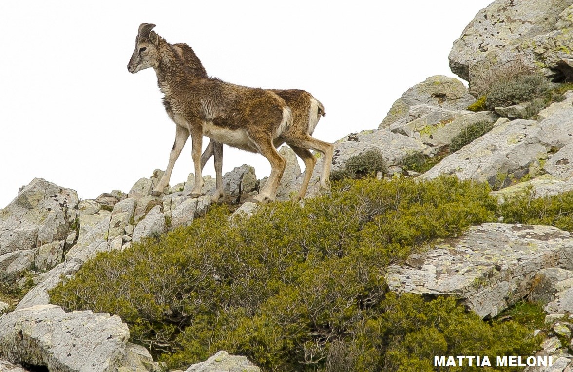 Sardinian mouflon - Ovis musimon...
