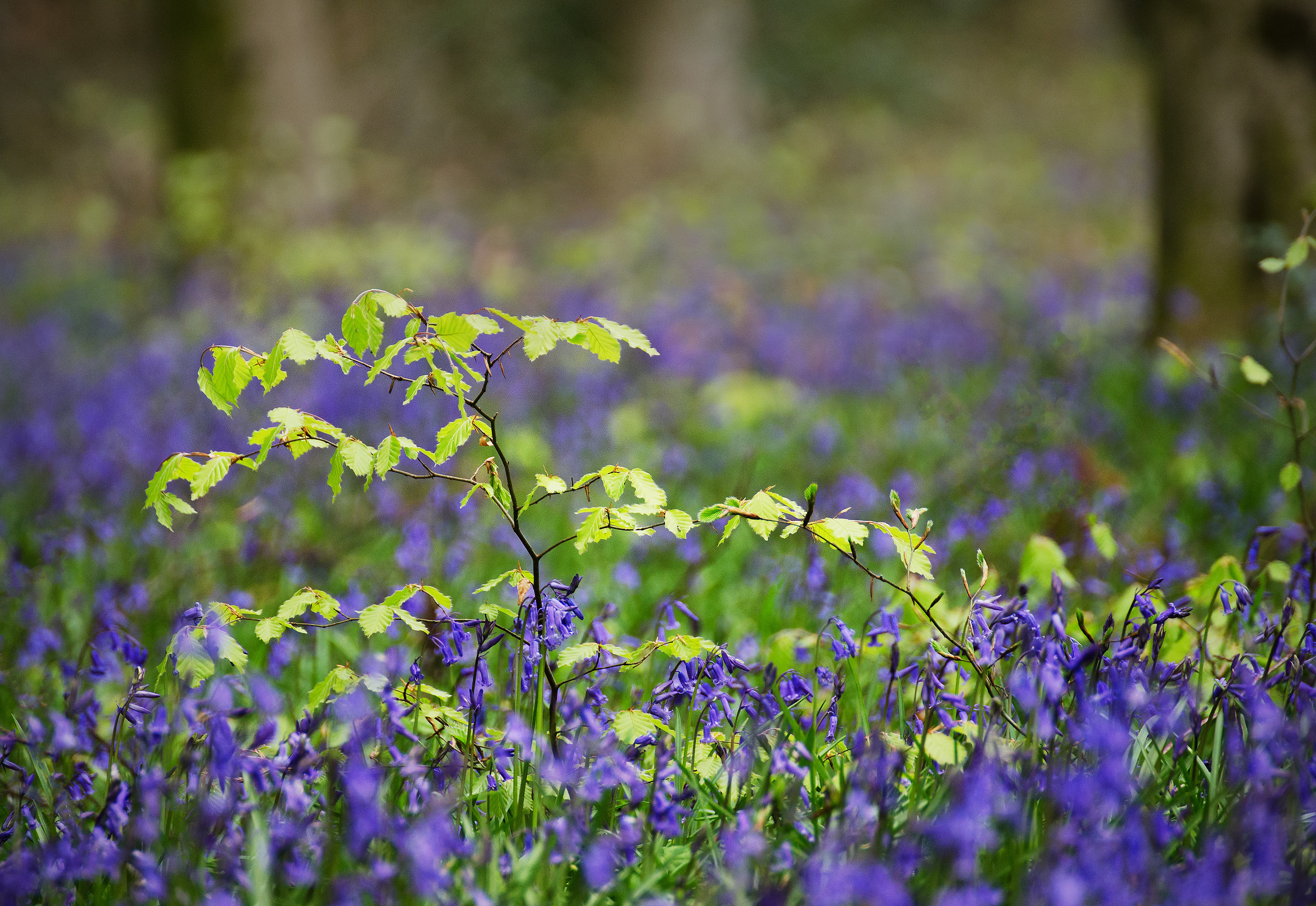 The Sapling in the Bluebell Wood...