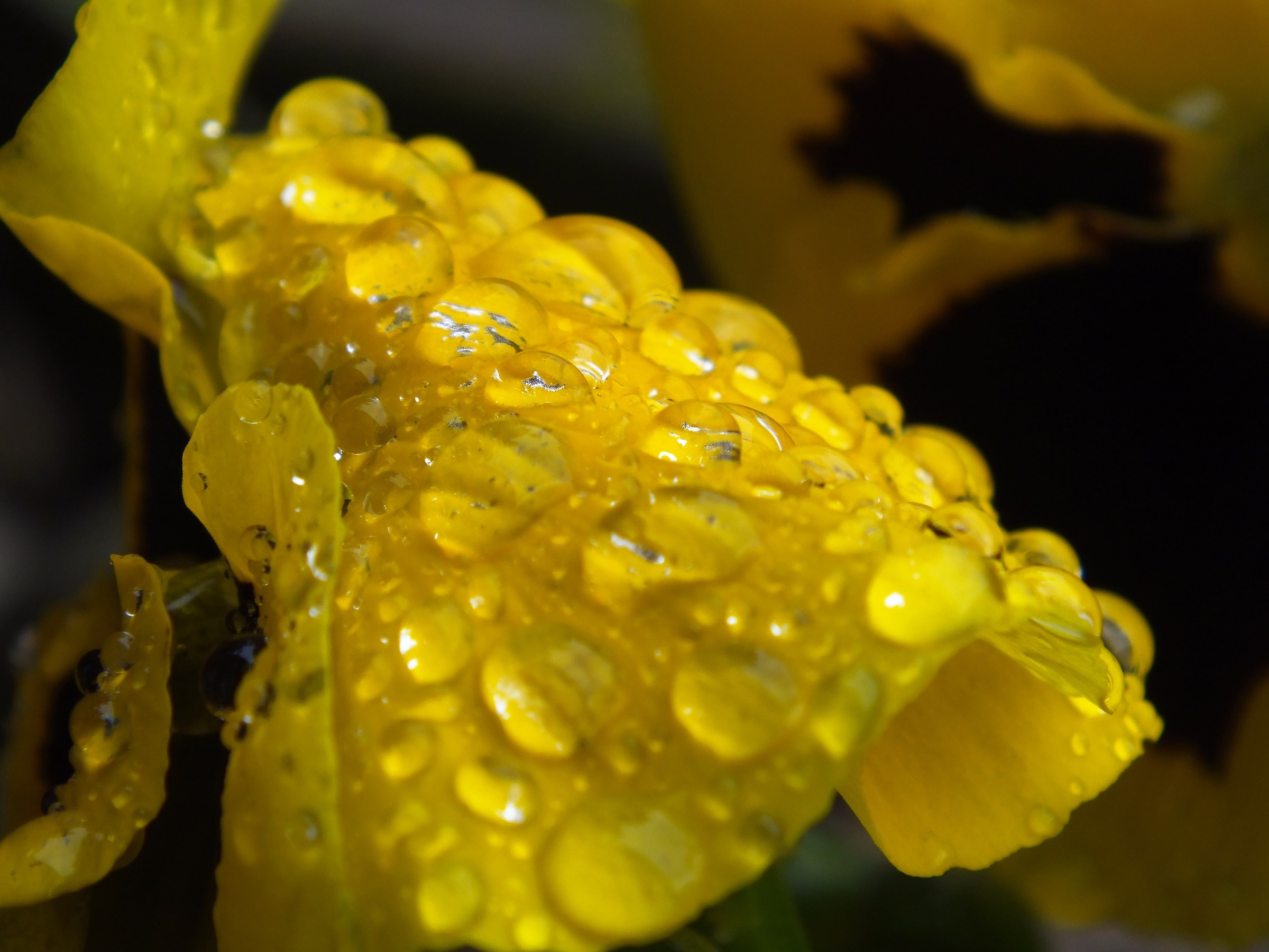 yellow drops...