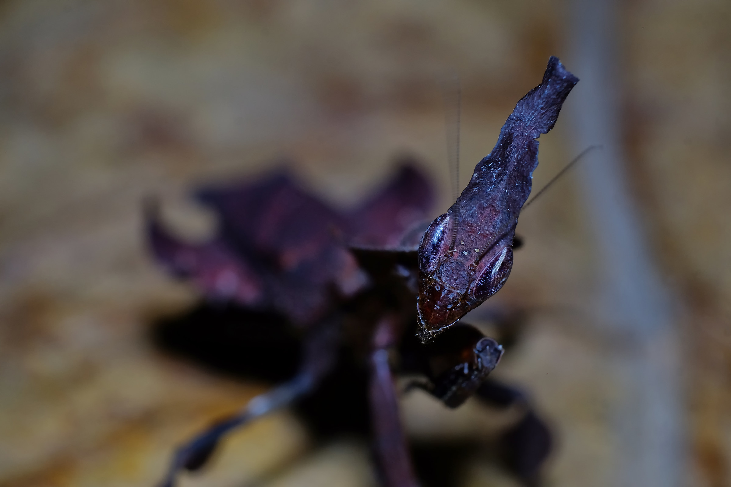 " Mantis Phyllocrania paradoxa "...