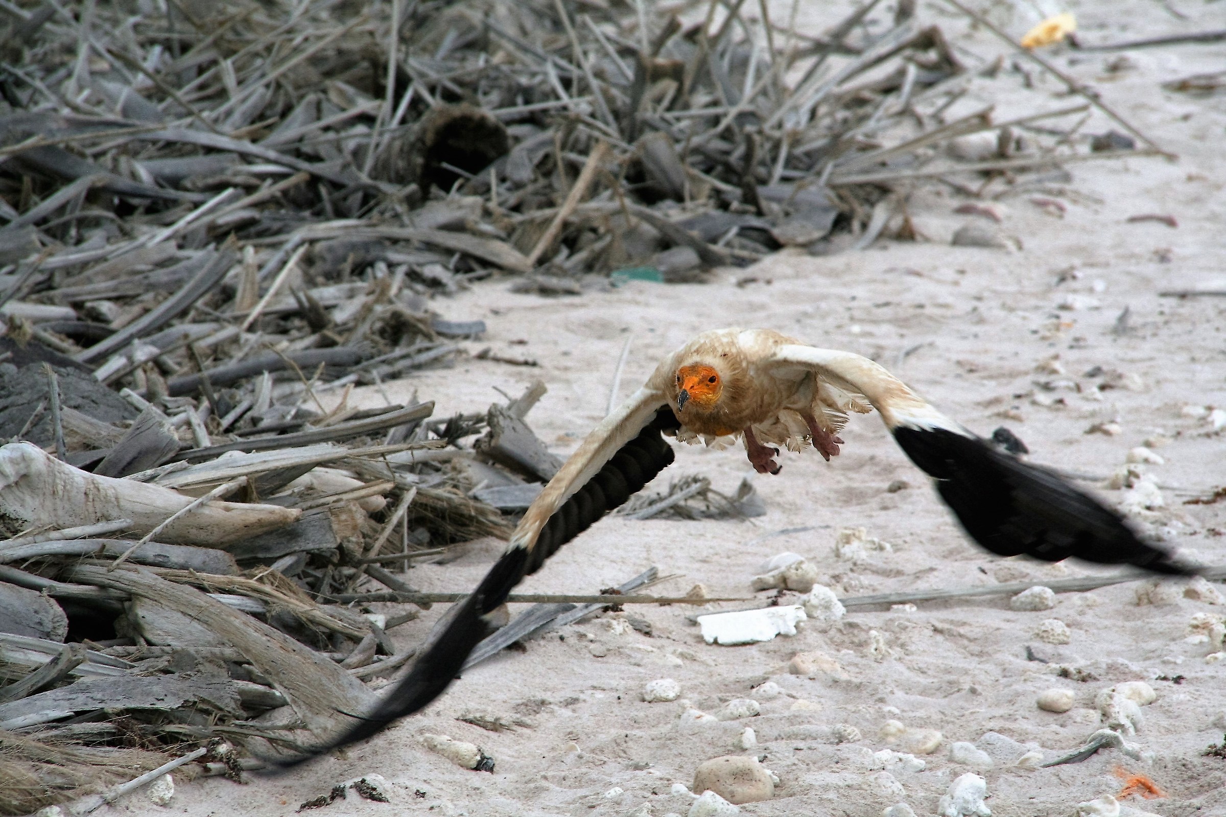 Socotra Capovaccaio...