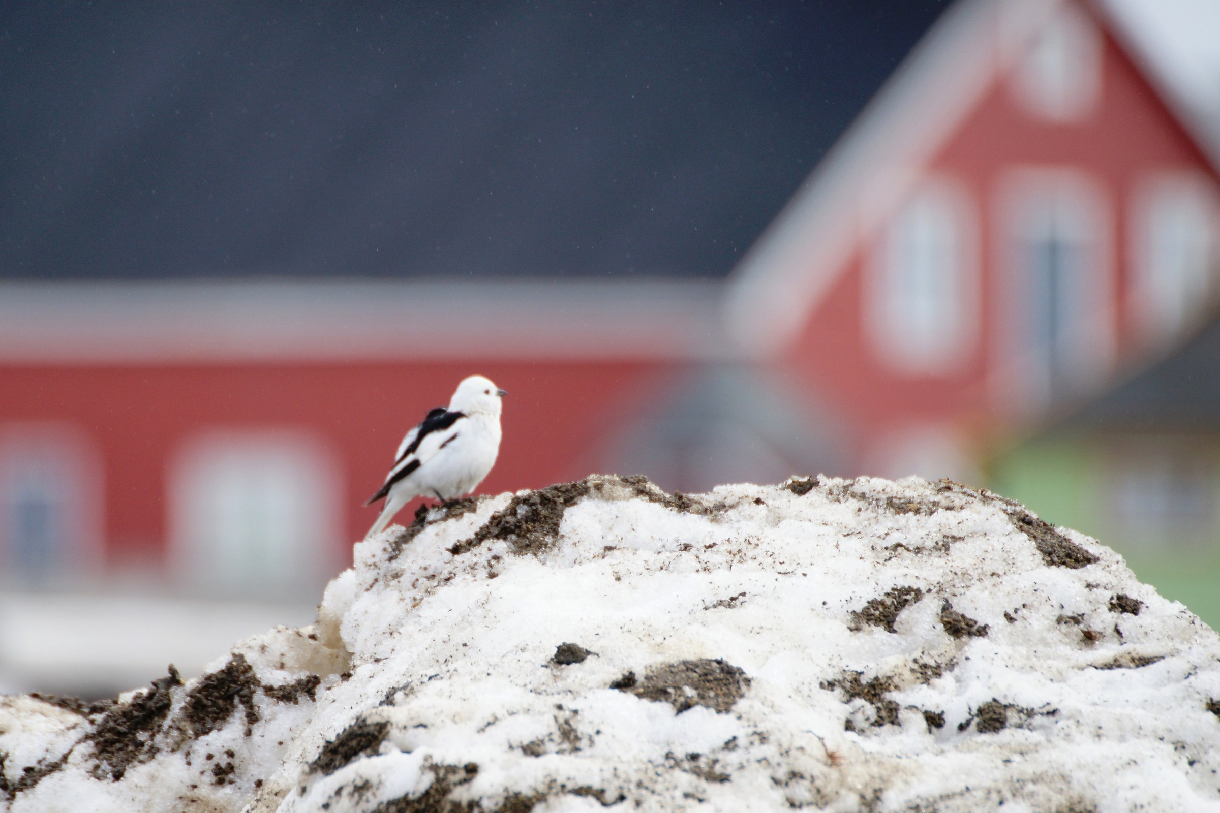 uccelletto artico alle isole Spitsbergen...