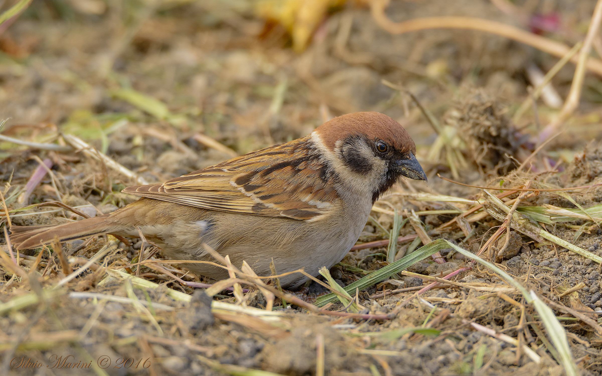 Tree Sparrow (Passer montanus)...