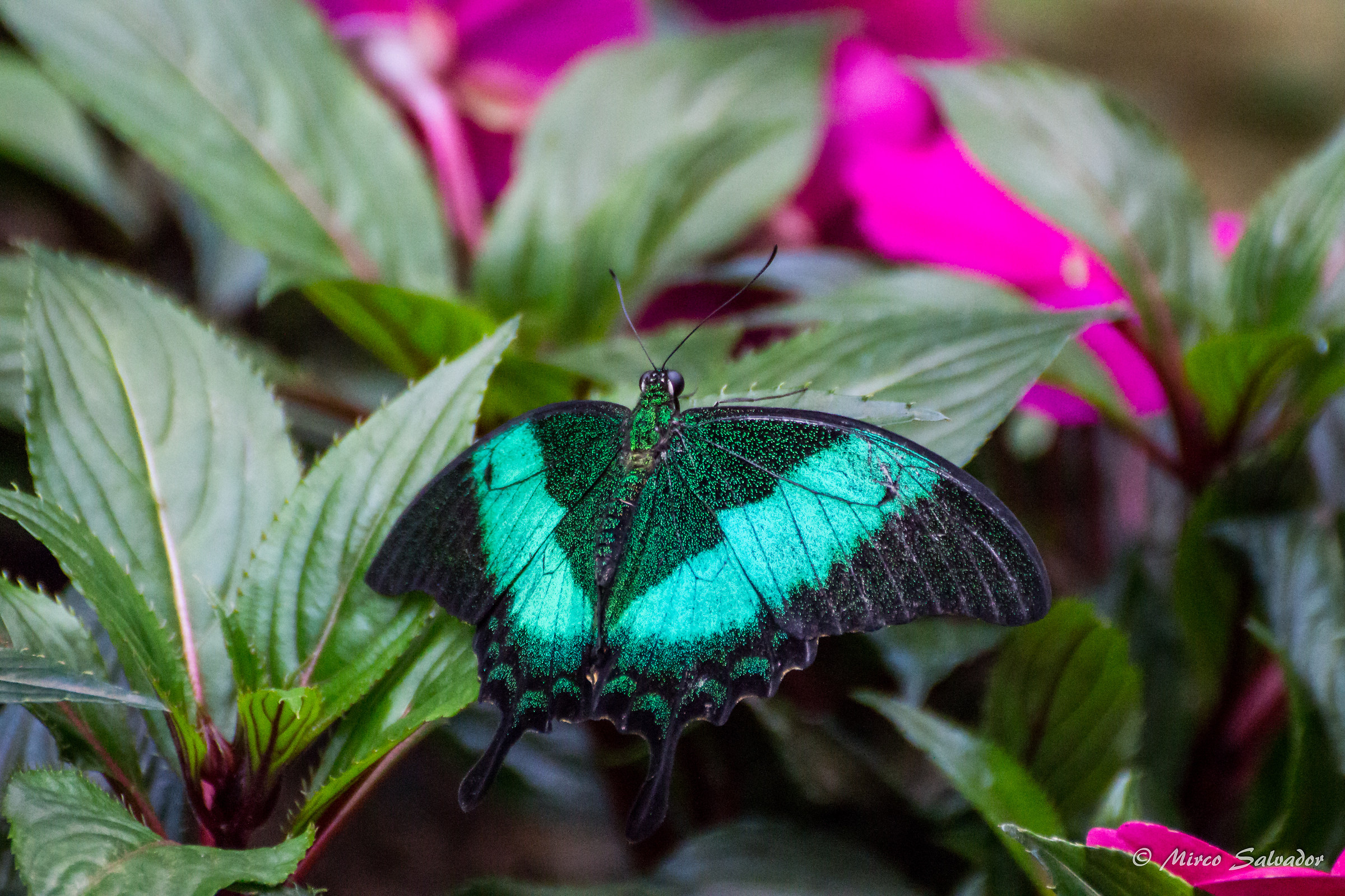 Papilio palinurus...