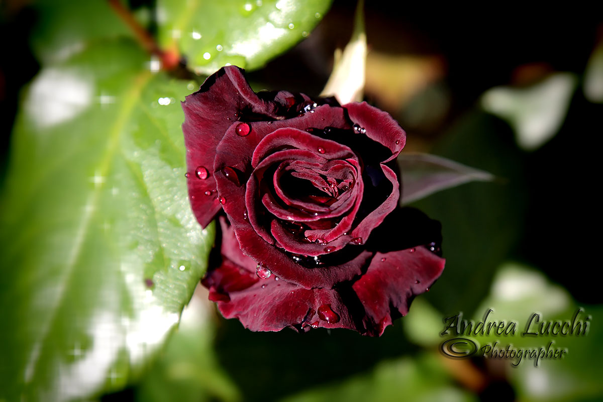 the first black rose of my garden...