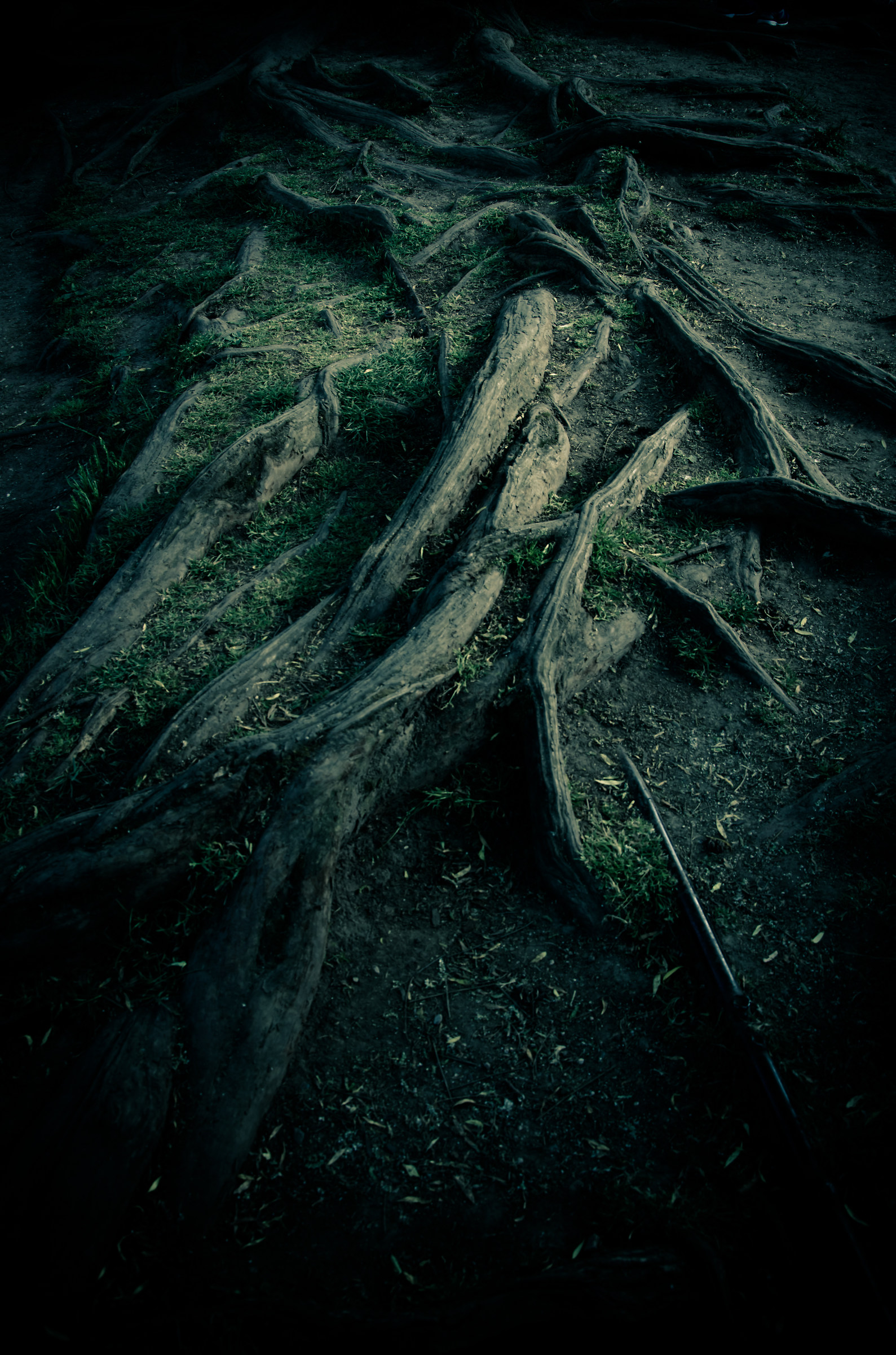 Dark roots...