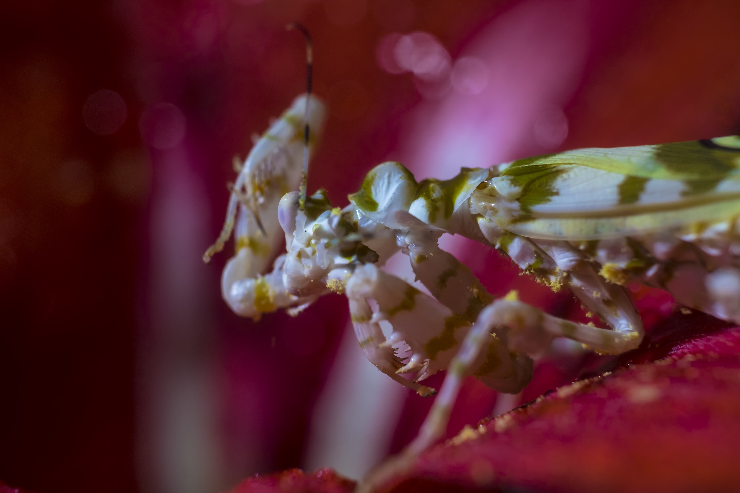 Mantis - Pseudocreobotra wahlbergii...