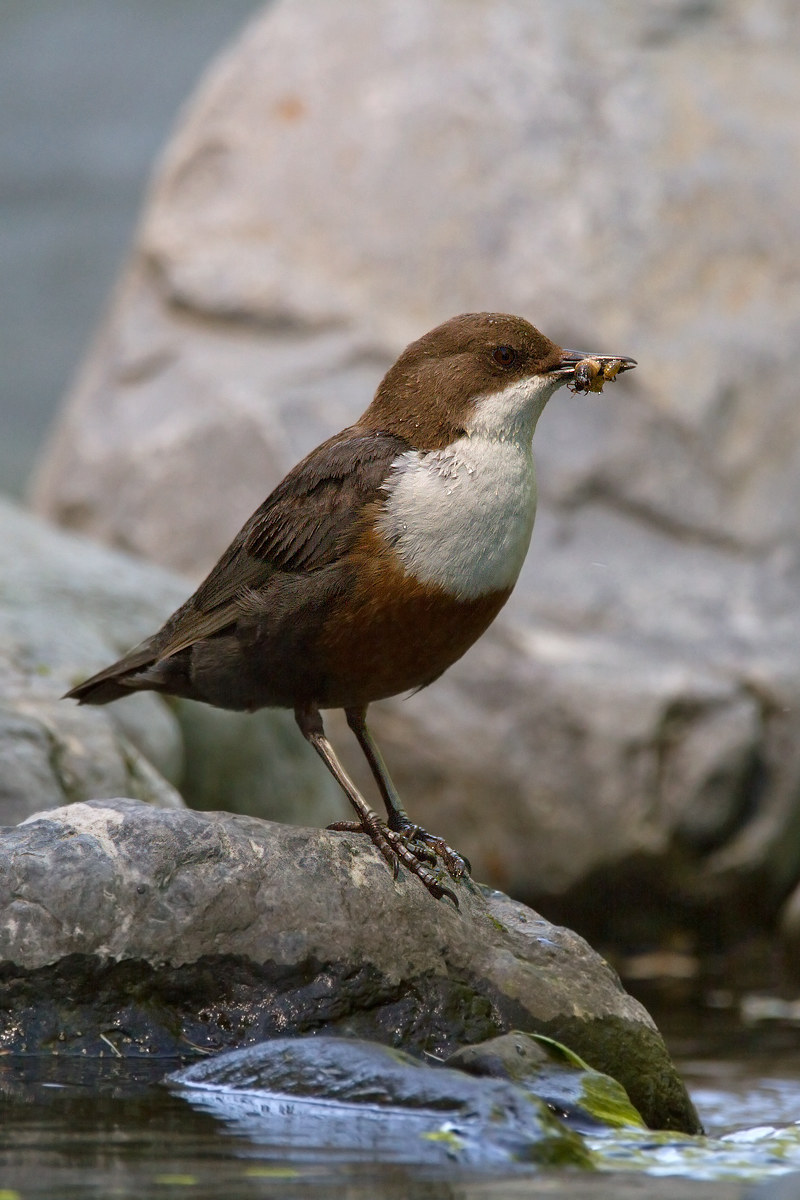 Dipper with prey...
