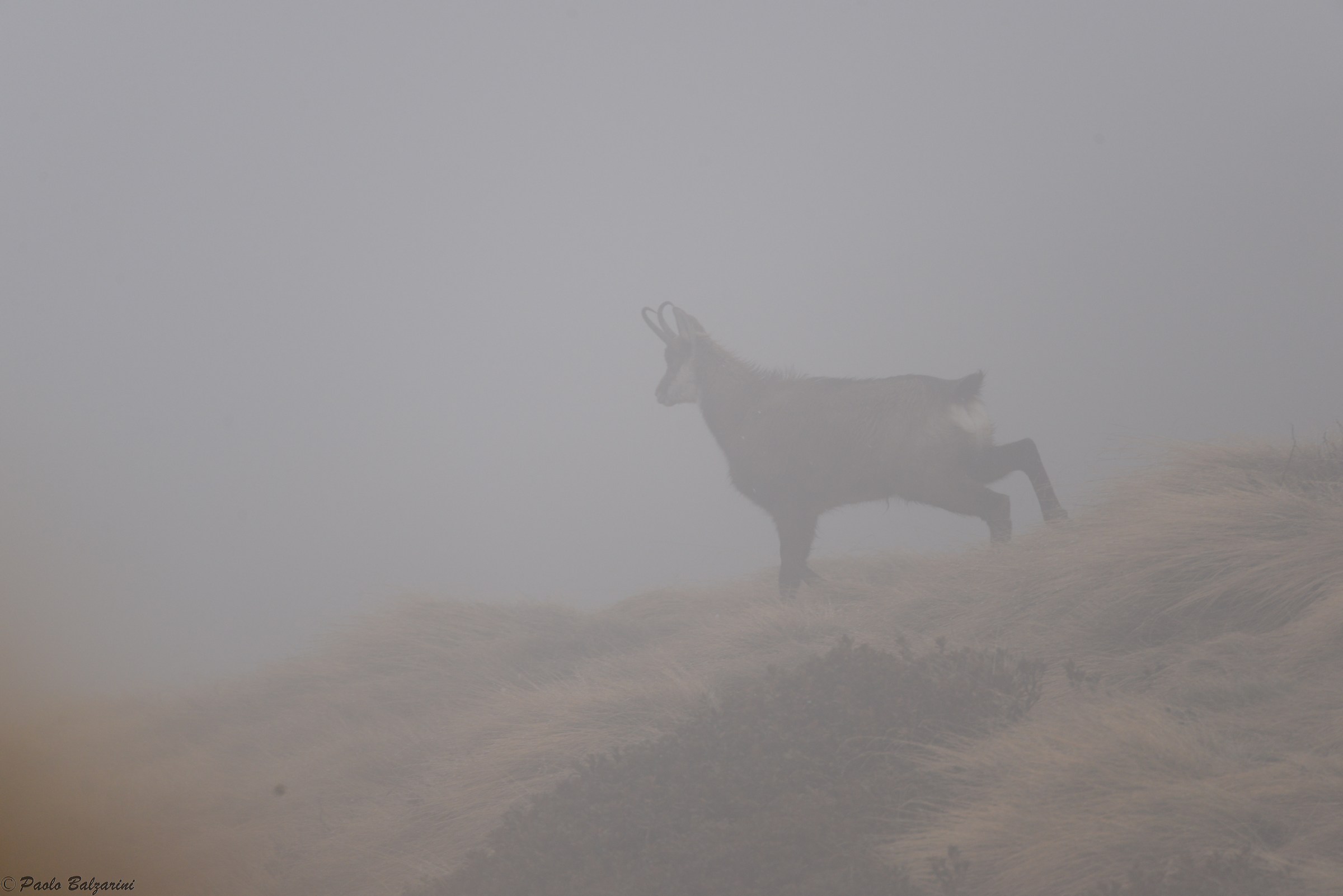male chamois in the fog Stelvio Park...