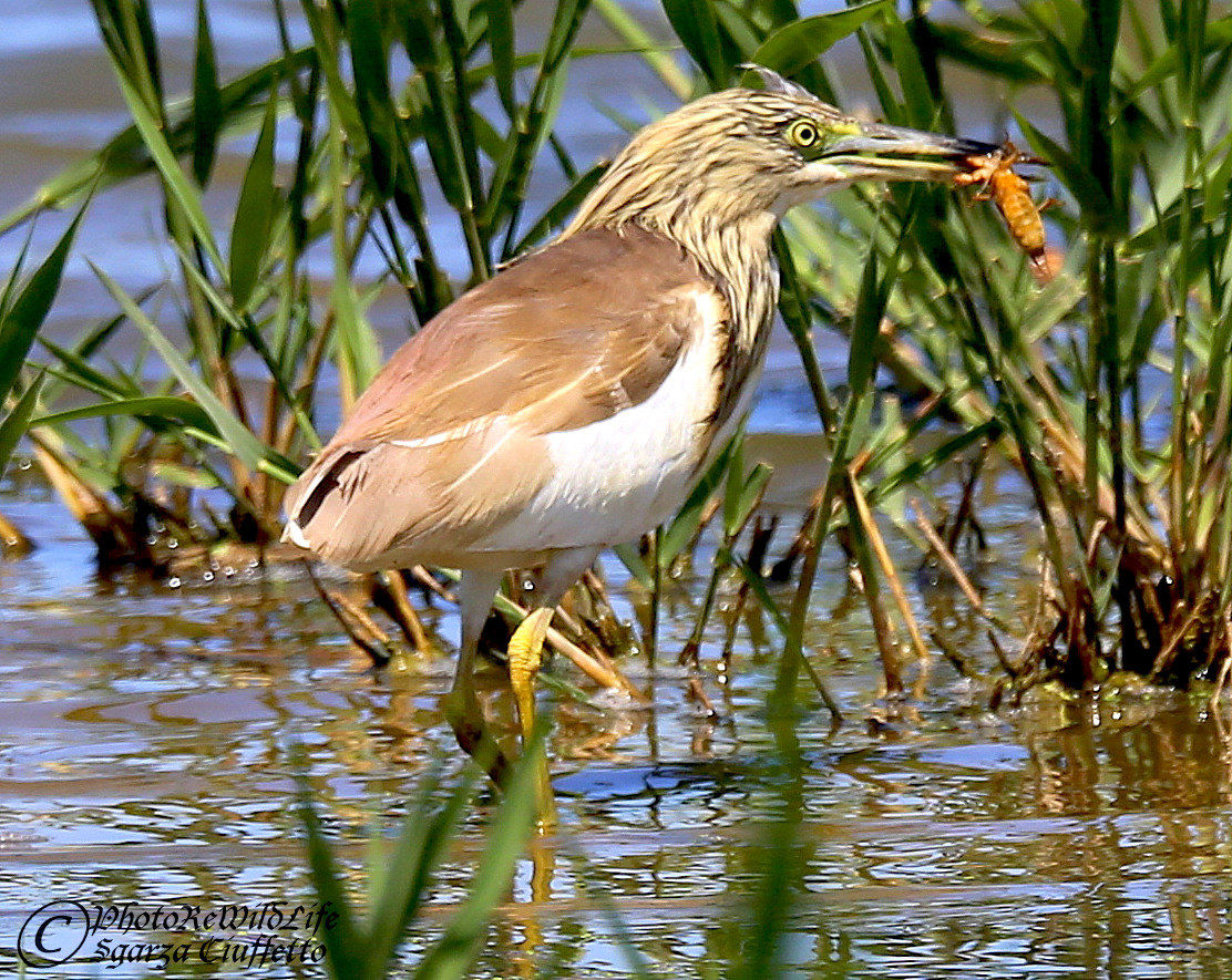 Sgarza Ciuffetto with mole cricket...