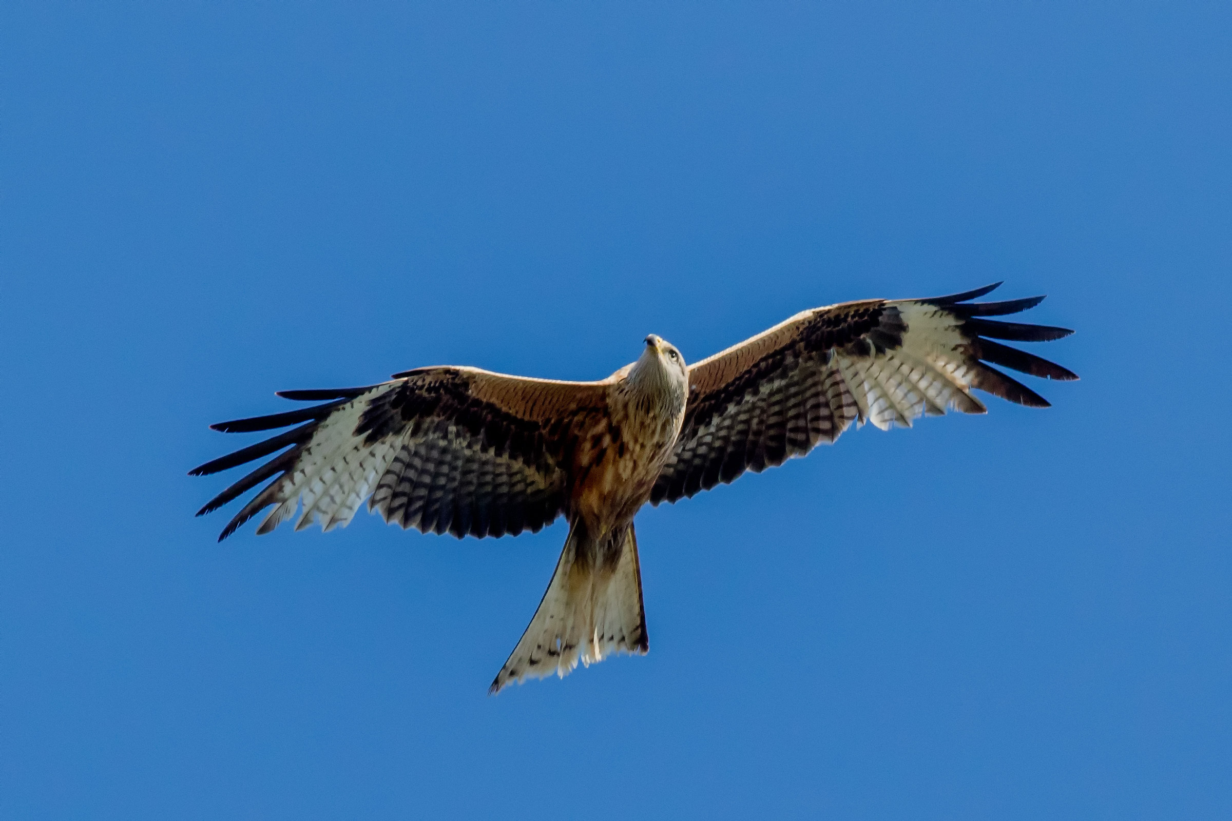 The Dream of the Red Kite...