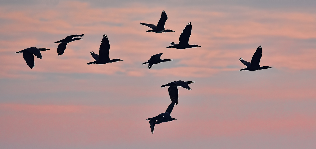 Primo volo all'alba...