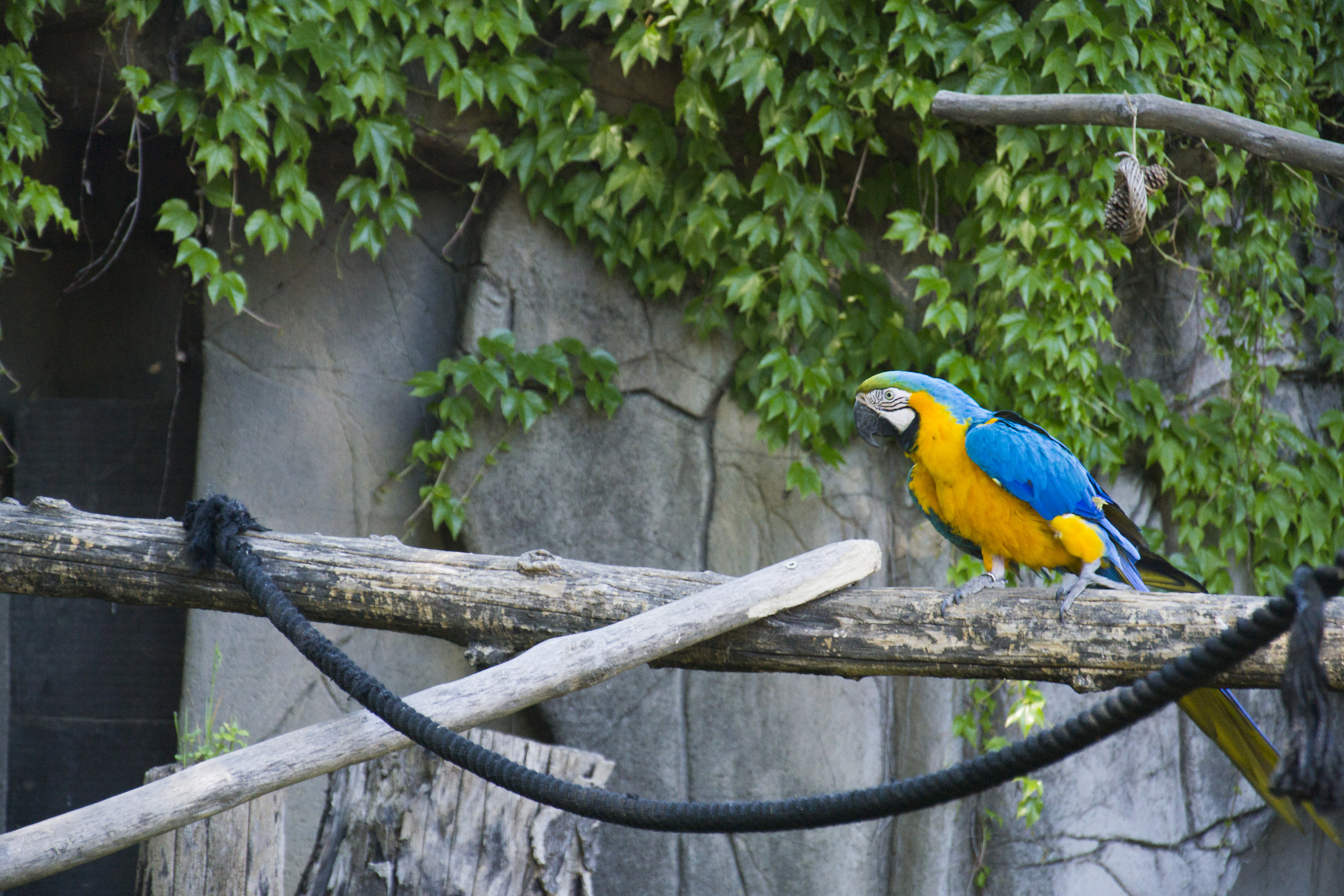 macaw parrot...