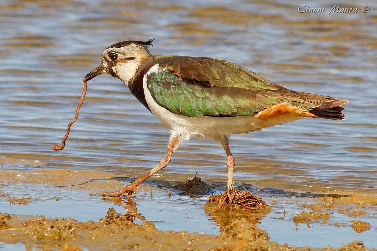Lapwing with Worm...