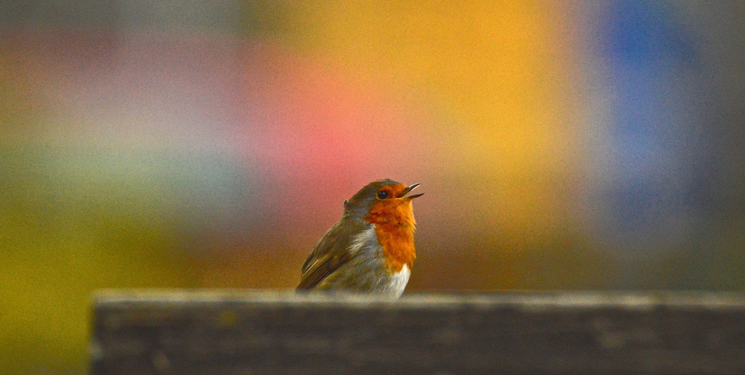 The song of the robin...