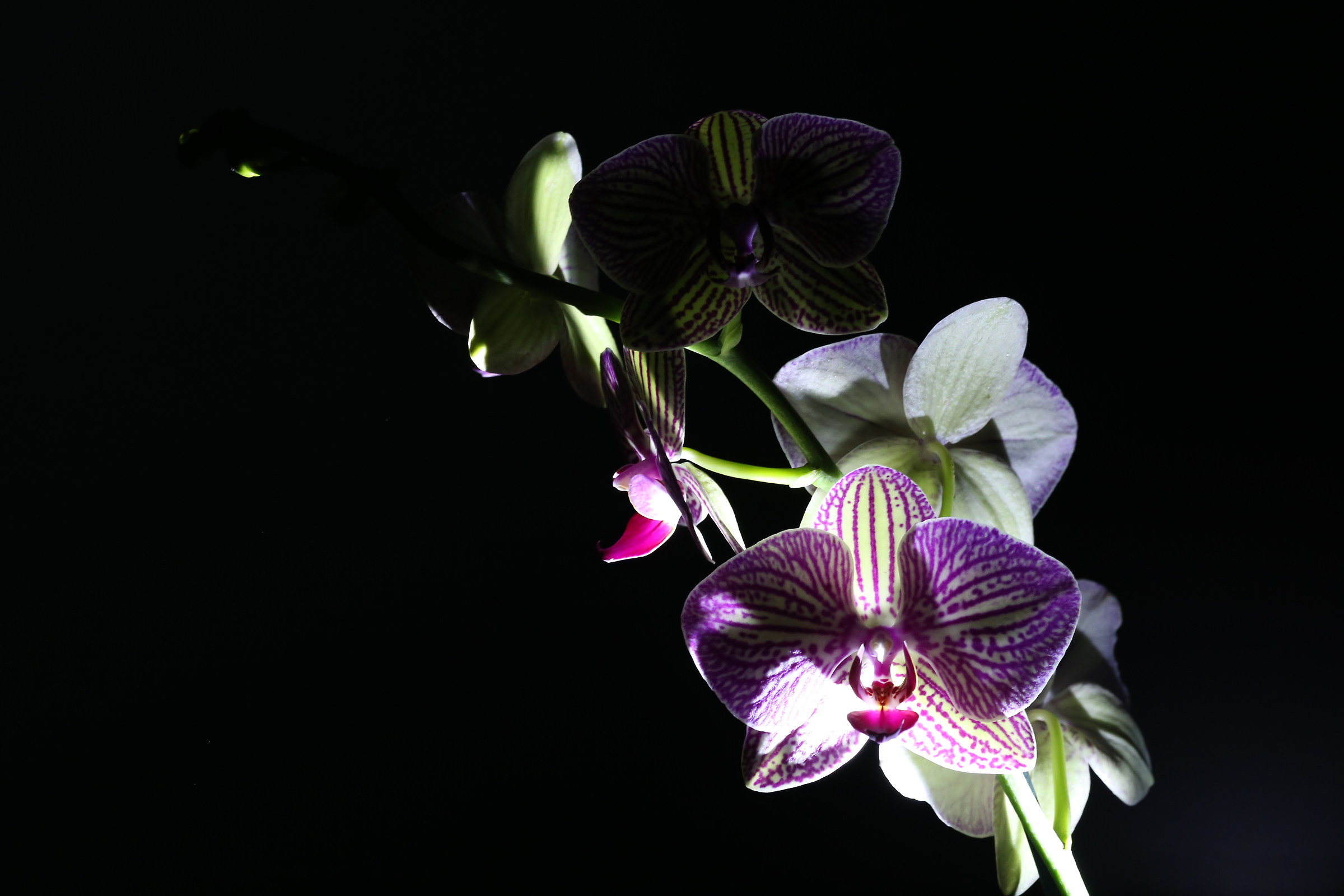 Orchid at night...