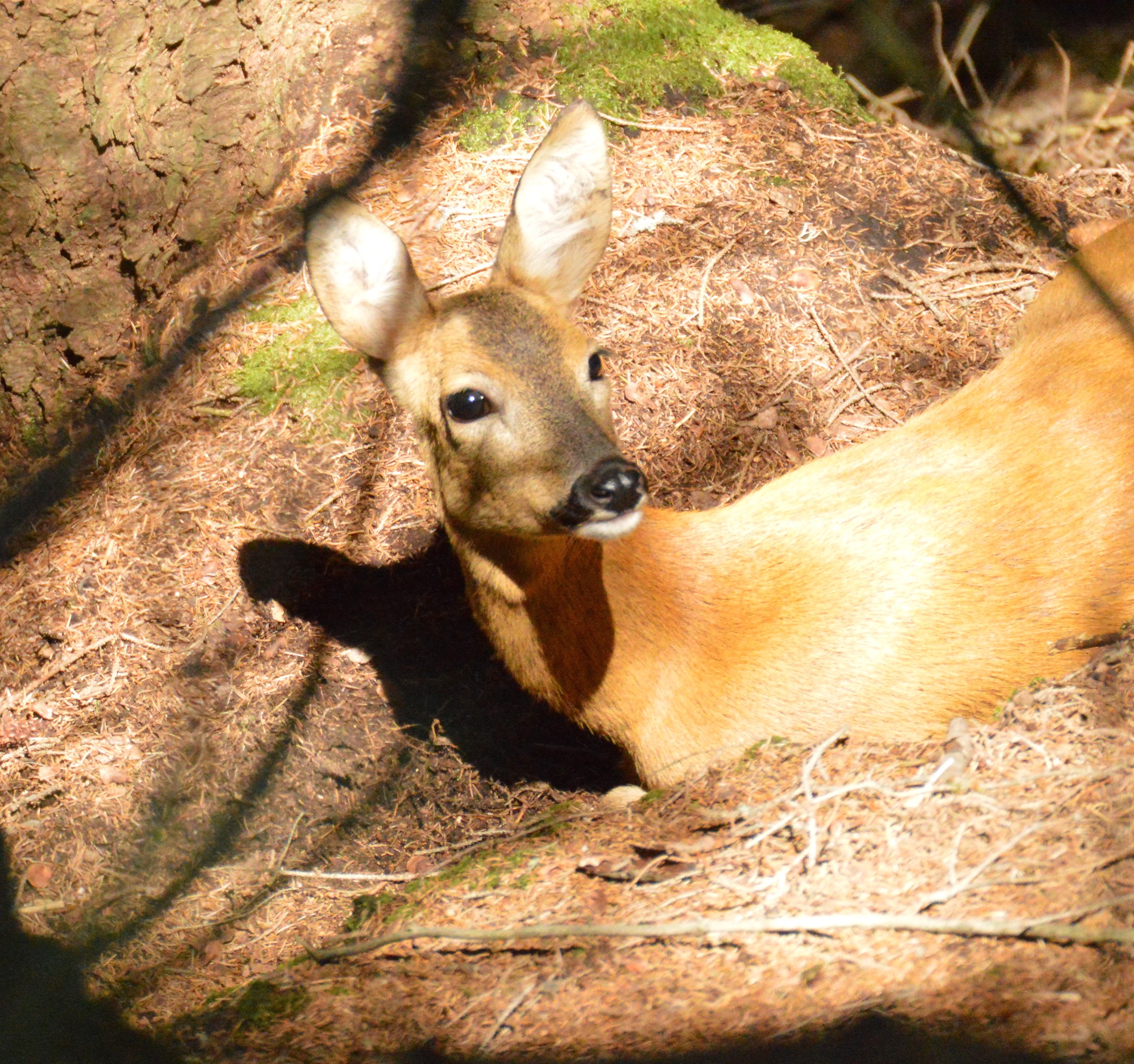 the sun-deer resting...