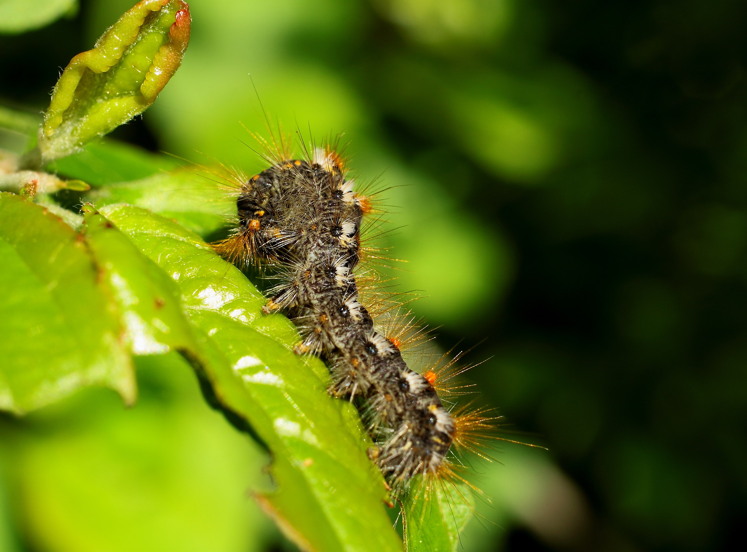 Euprottide moth caterpillar or from brown belly...