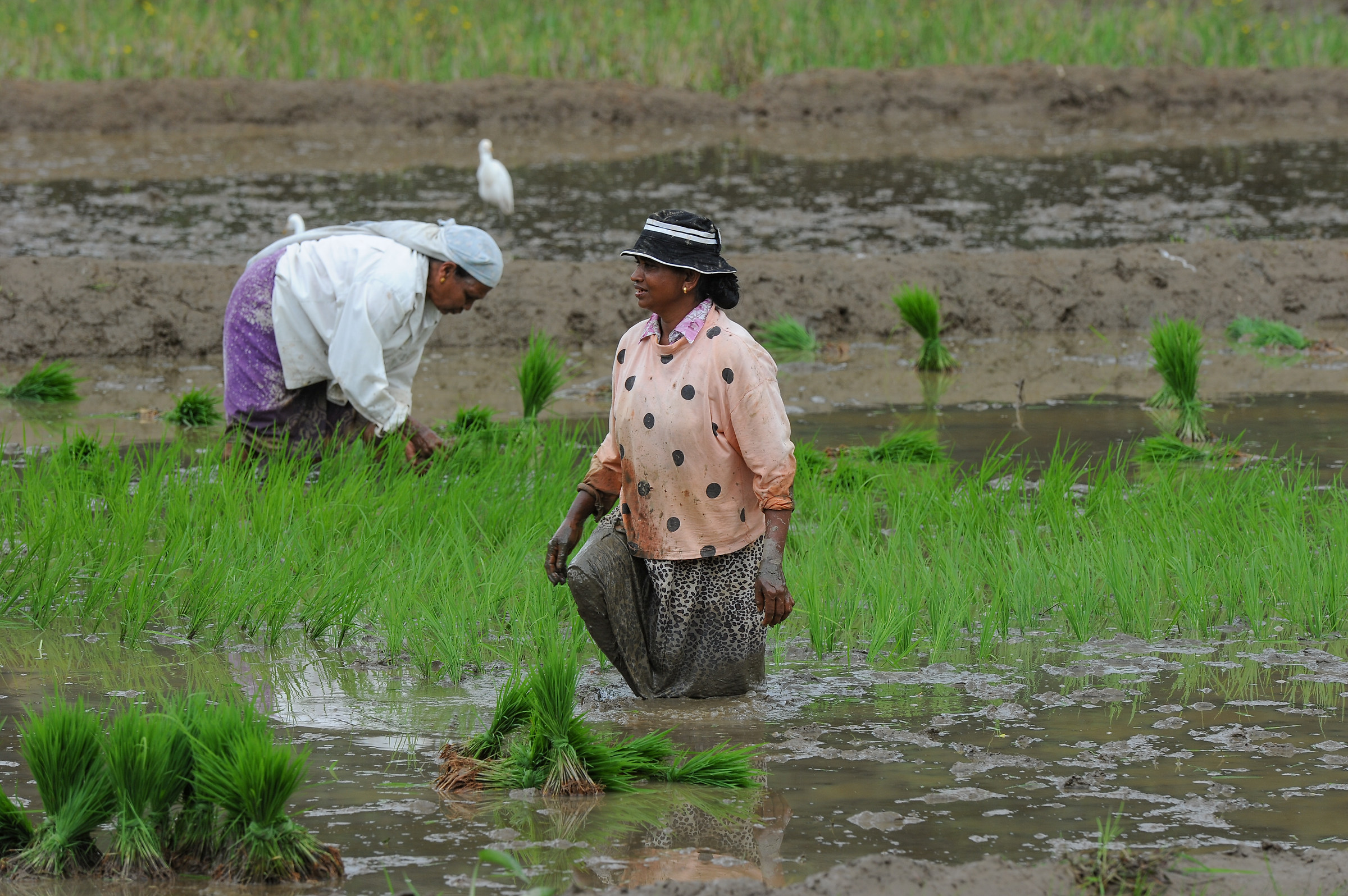 work in the rice fields...