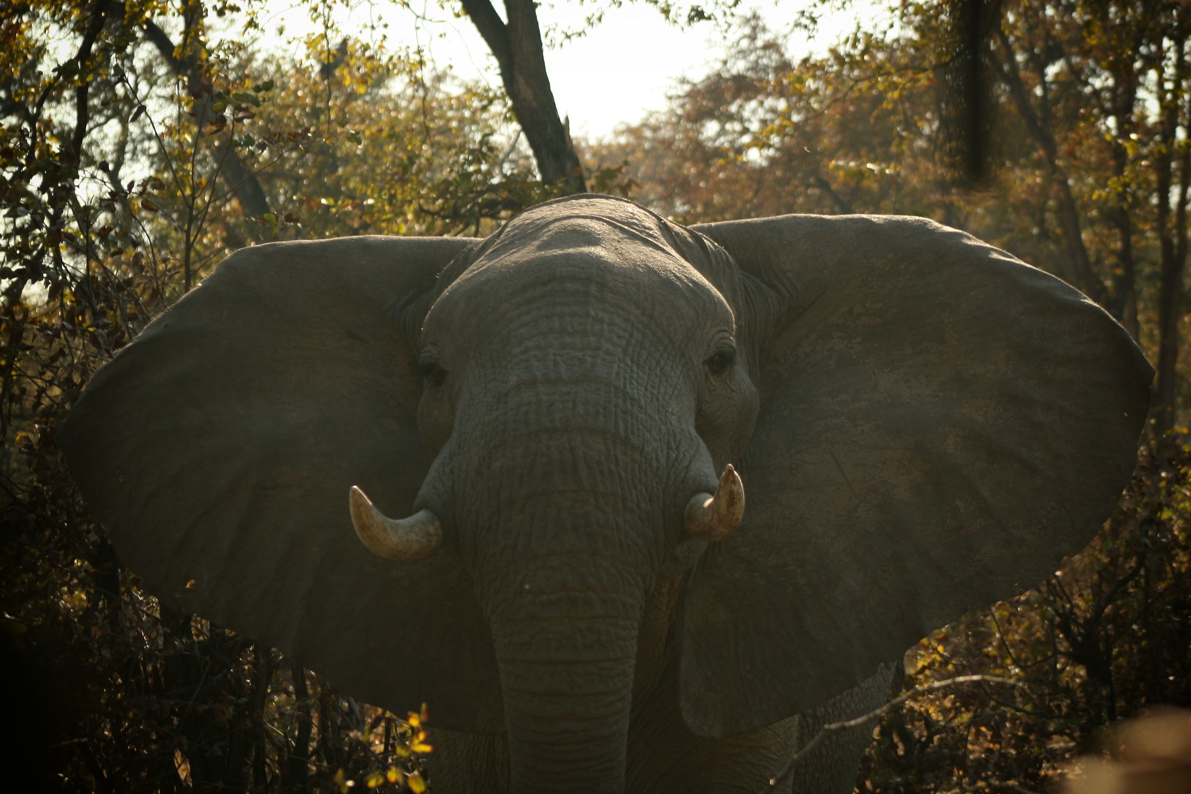 Botswana - Suddenly an elephant...