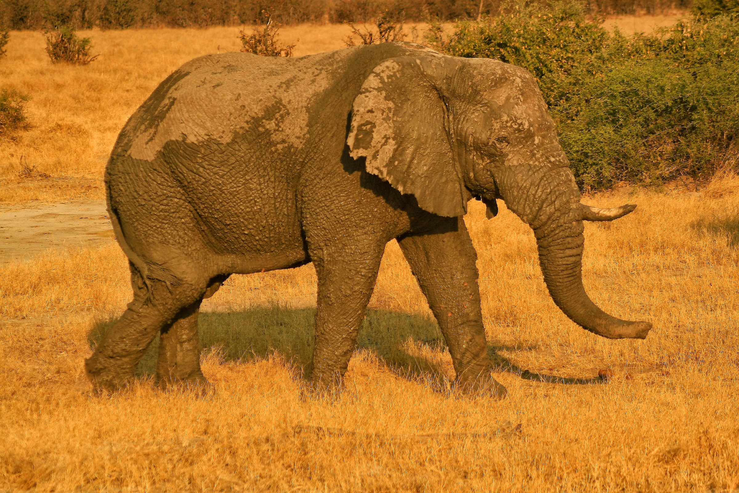 Botswana - Elephant...