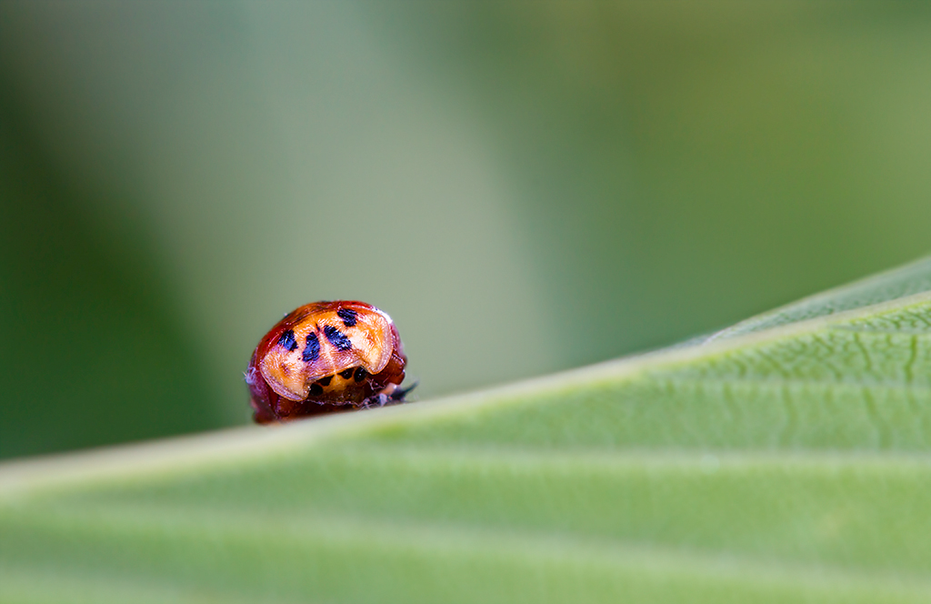 Birth of a Ladybug...