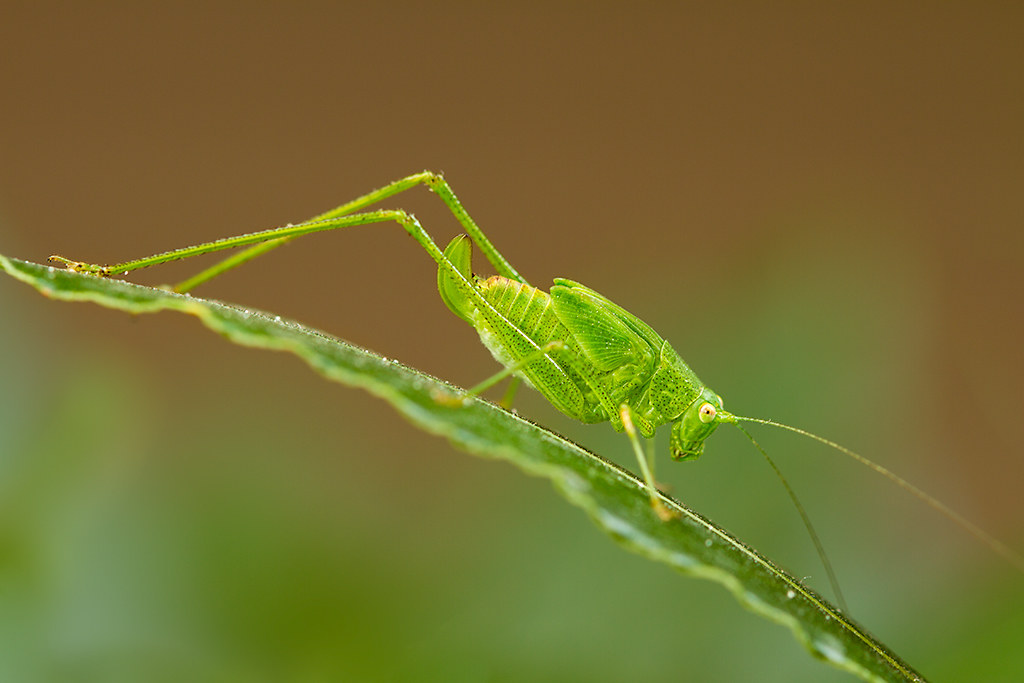 green grasshopper...