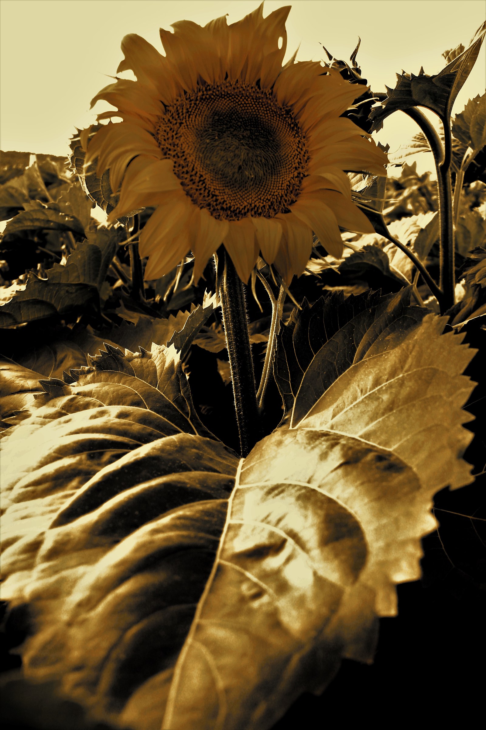 sunflower...