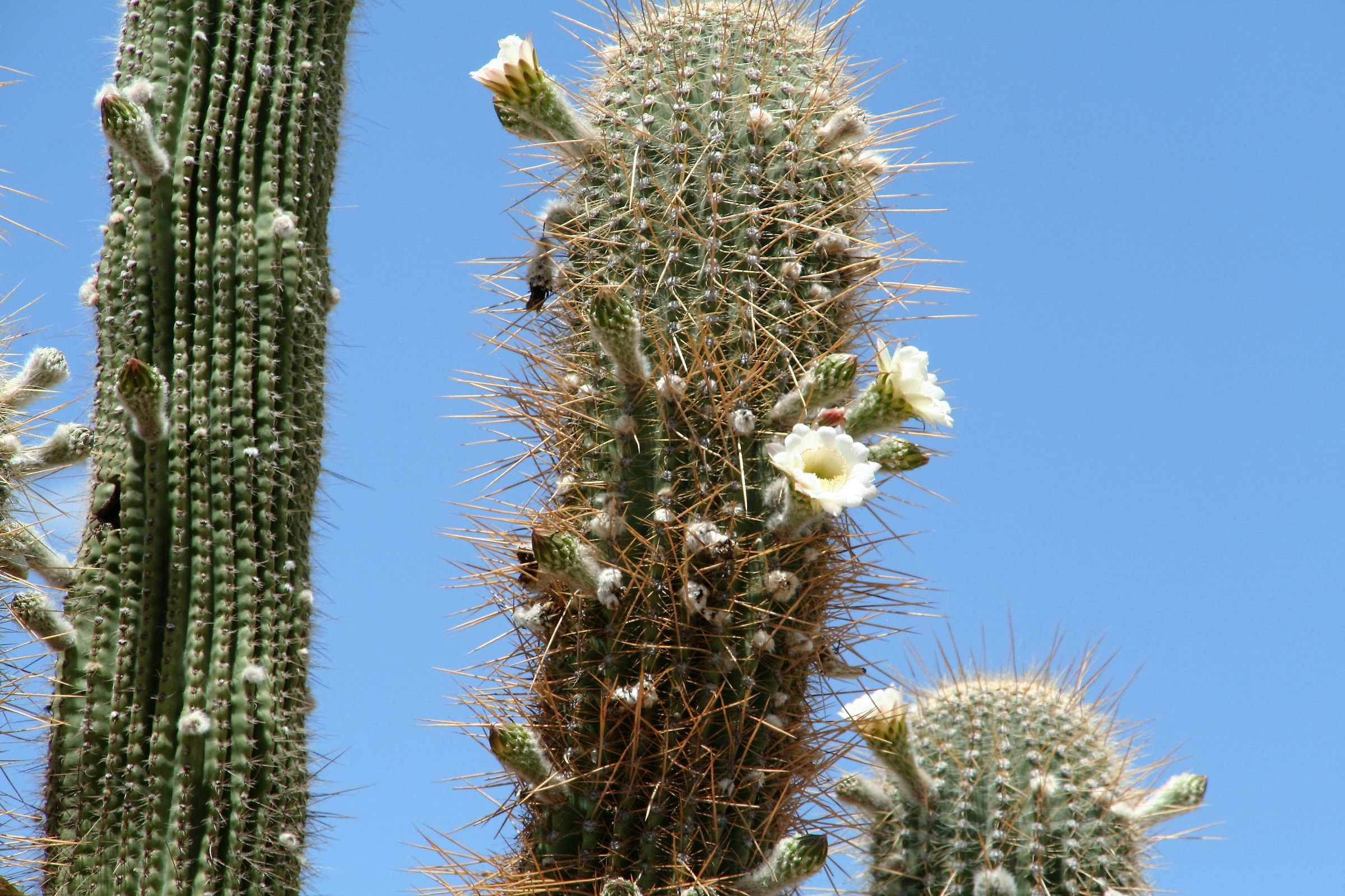 Argentina Cactus in fiore...