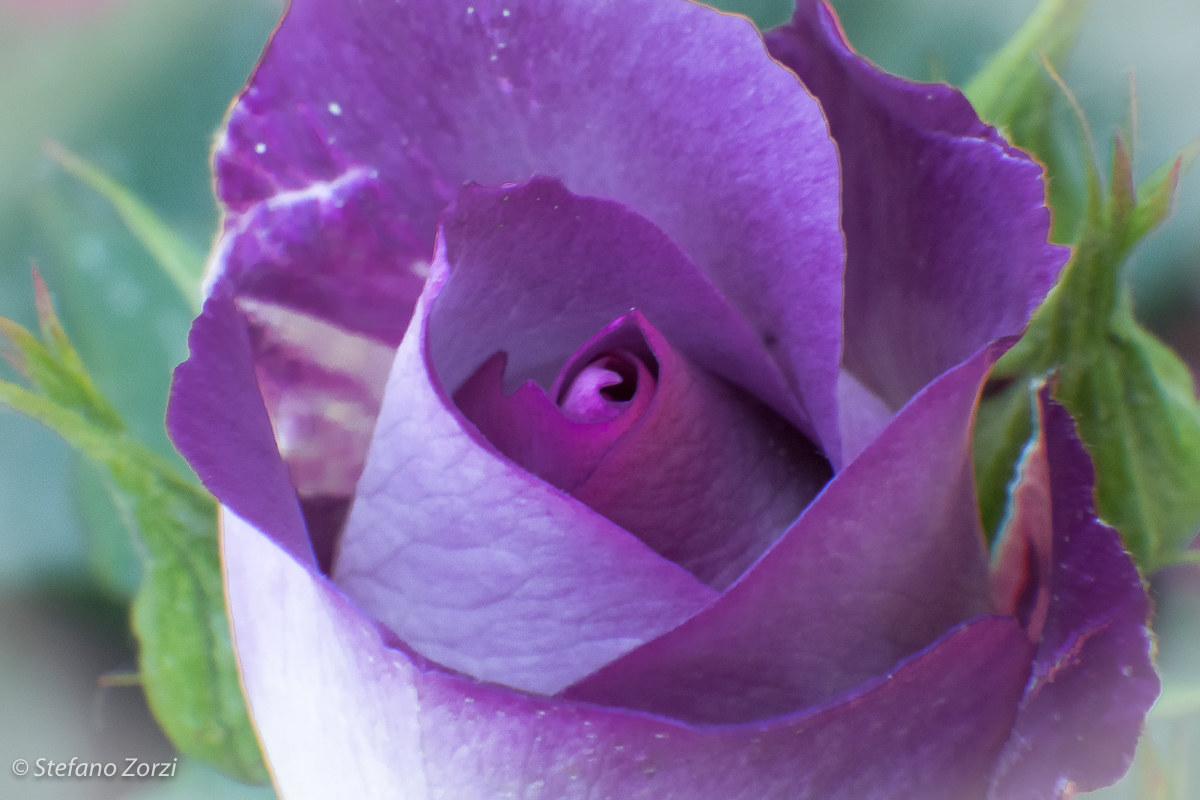 Purple Rose...