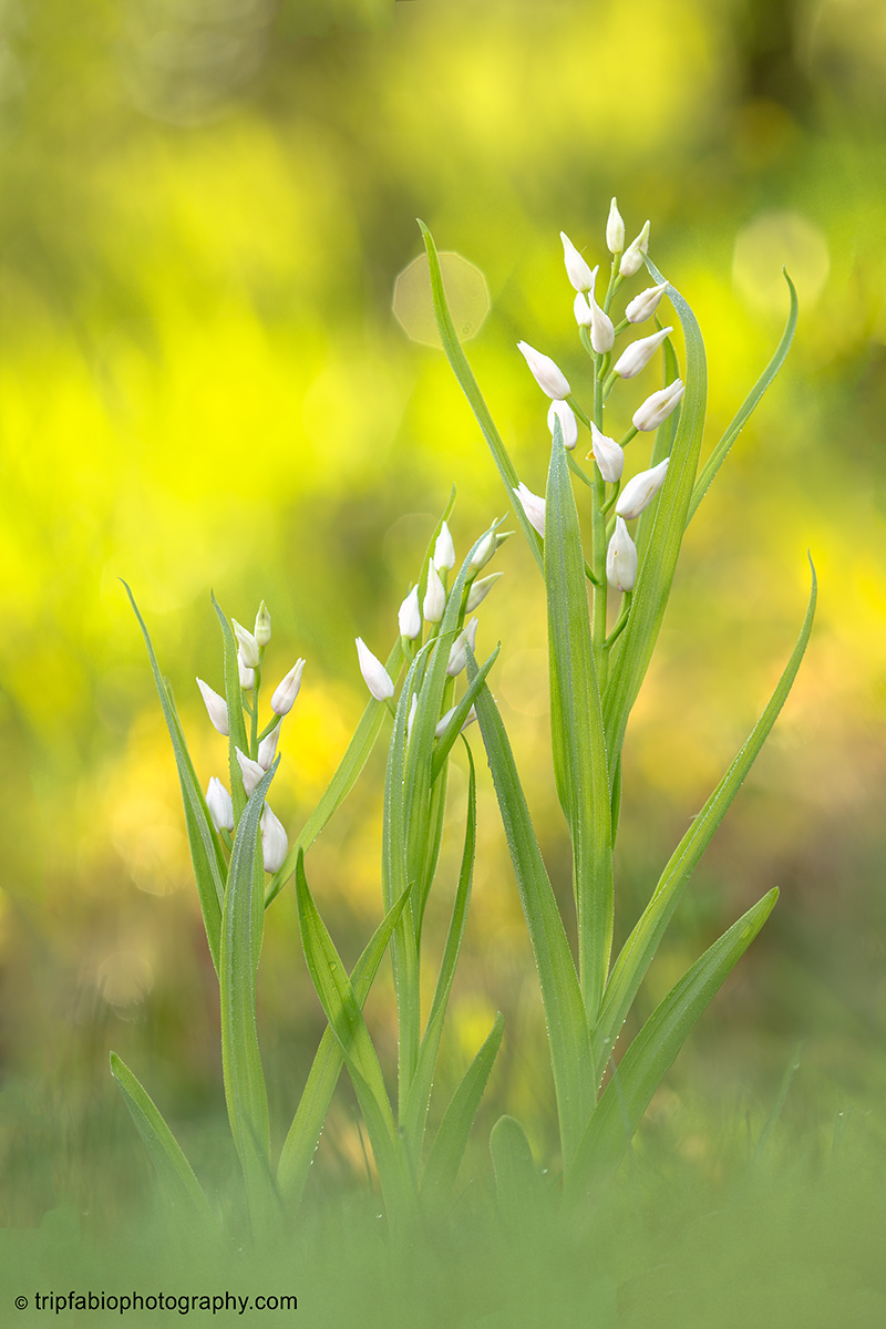 Cephalanthera longifolia...