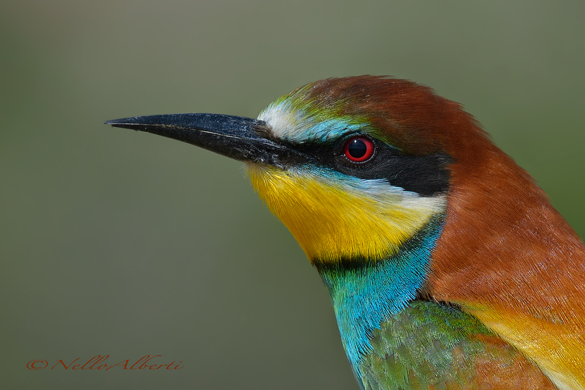 Bee-eaters Prime of 2016, detail...