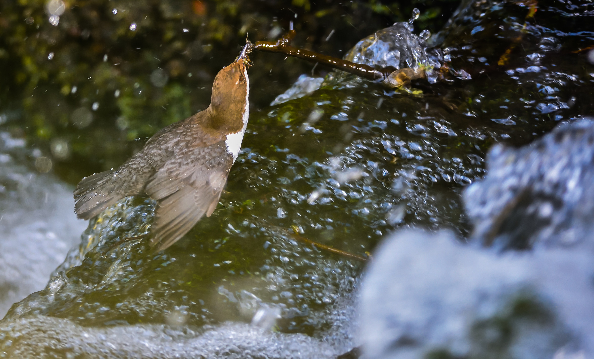 dipper...