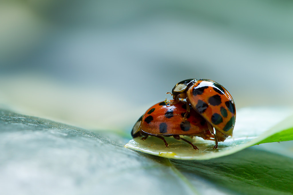 Ladybugs mating...