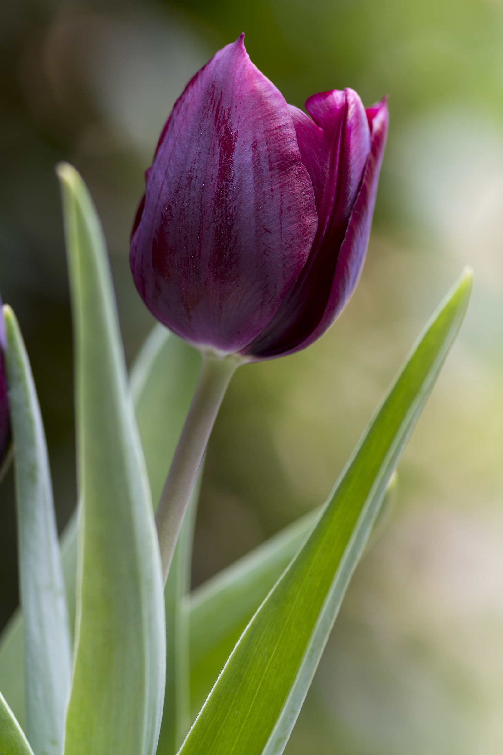 the Tulip...