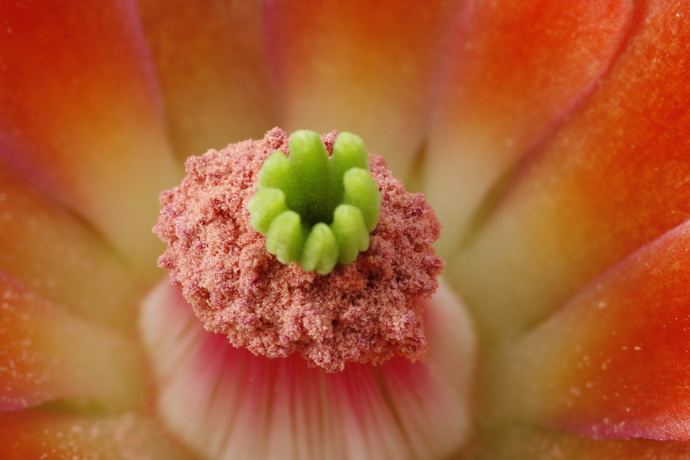 echinocereus...