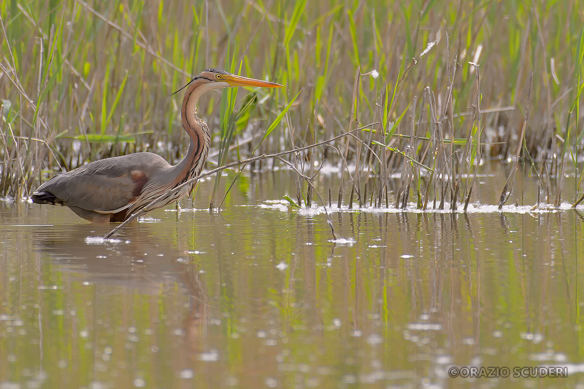 Ardea Purpurea...