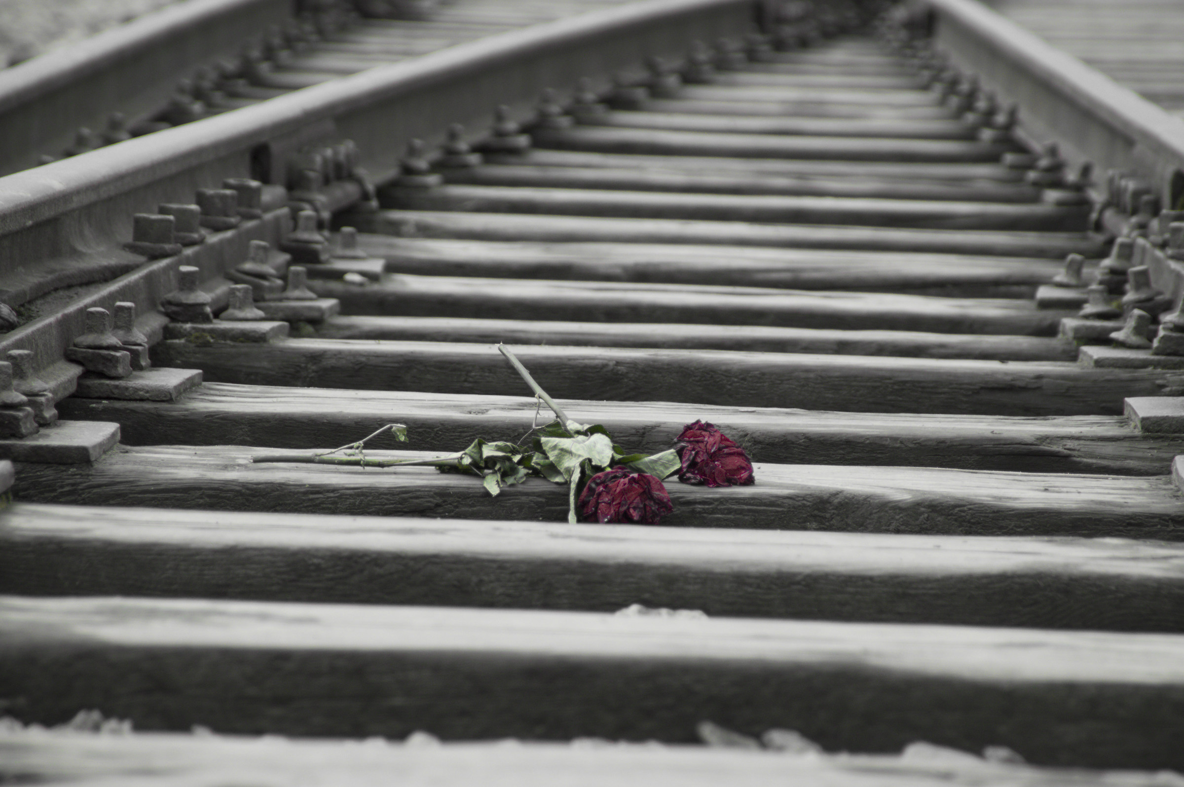 the tracks of death (Birkenau)...